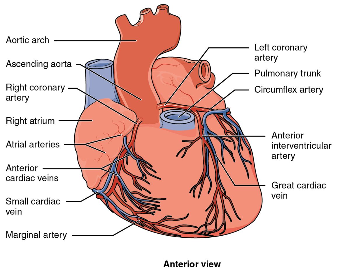 Coronary Circulation: Anterior View of the Heart