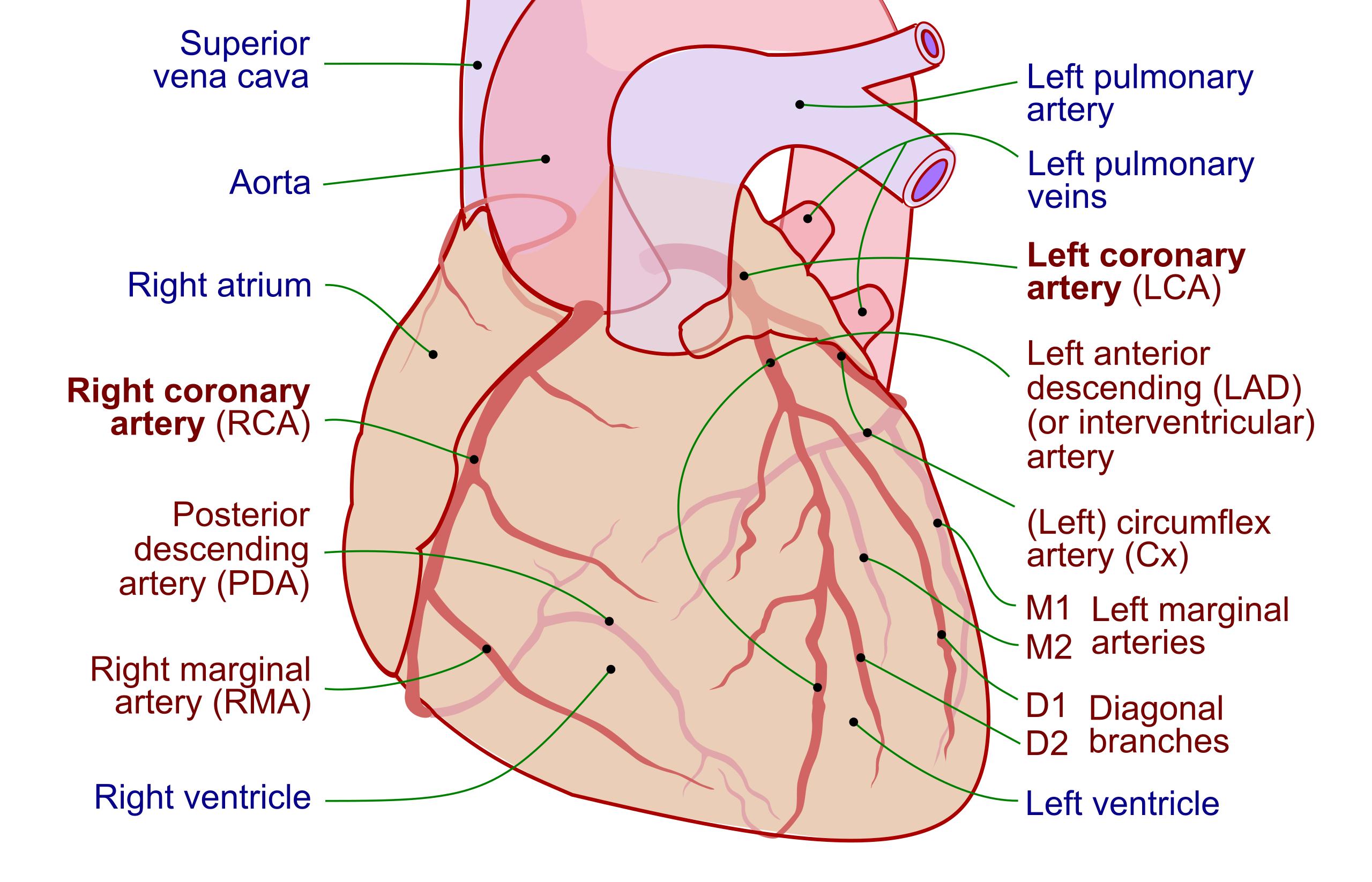Decoding the Heart’s Lifelines: A Guide to Coronary Arteries