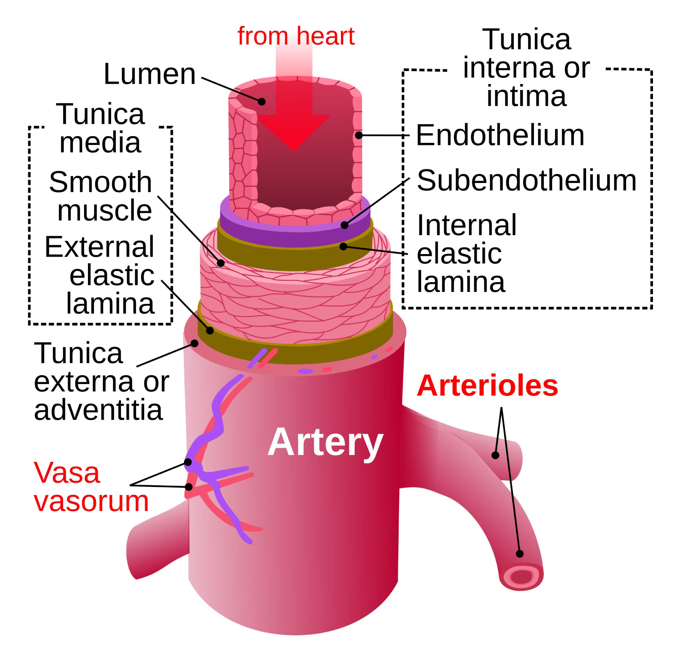 Comprehensive Guide to Arterial Anatomy: Structure, Layers, and Function
