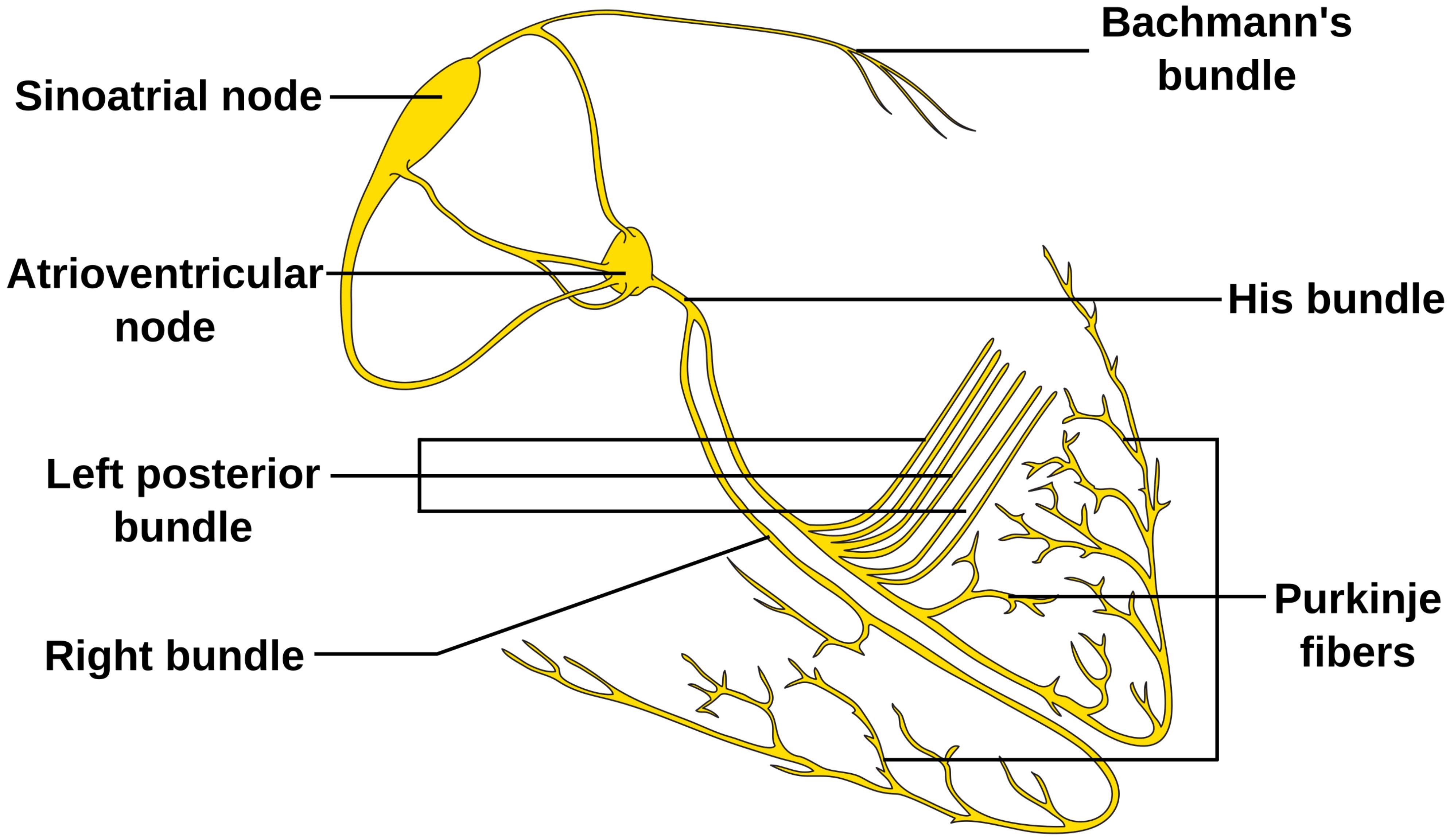 Unveiling the Heart’s Natural Pacemaker: The Electrical Conduction System