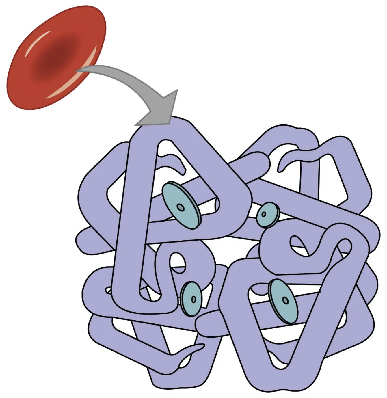 The Oxygen Transporters: Unraveling the Structure of Erythrocytes and Hemoglobin