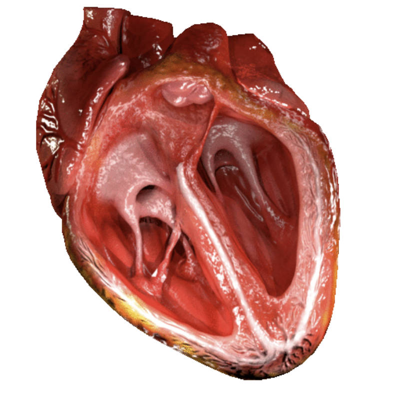 Exploring the Internal Chambers and Valves of a Healthy Heart