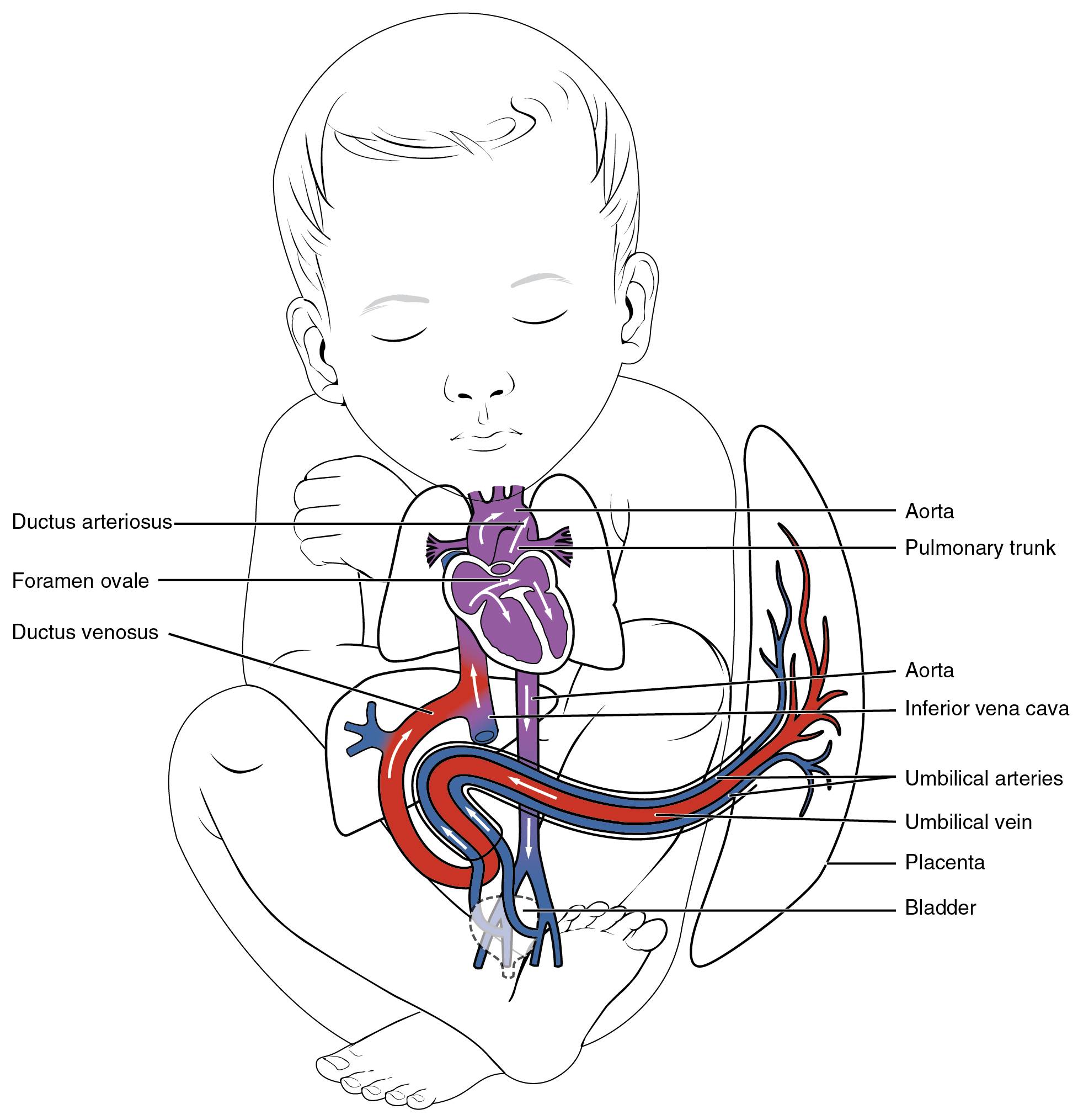 Fetal Shunts: Anatomy and Function Explained