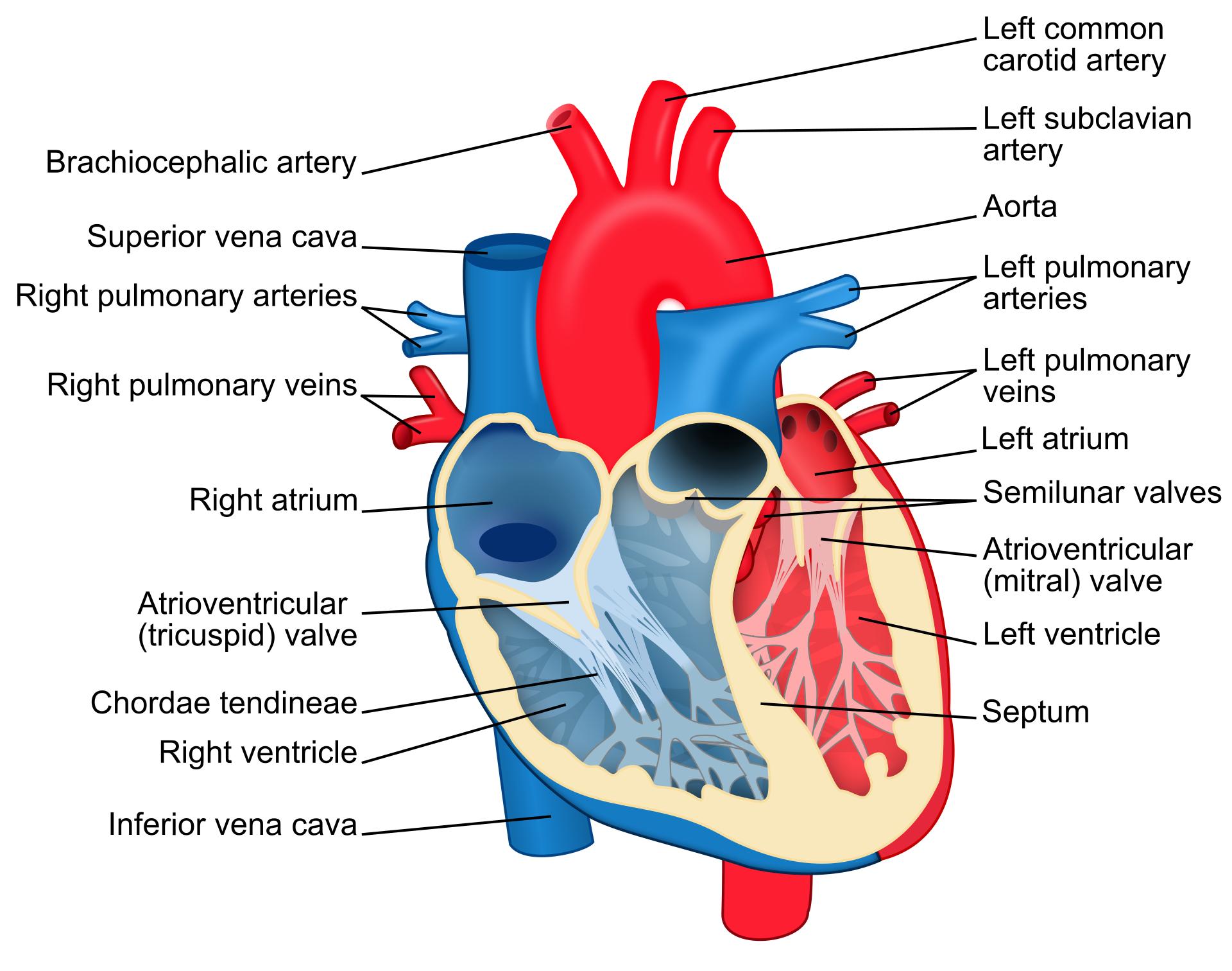 Comprehensive Guide to the Human Heart’s Anatomical Structure