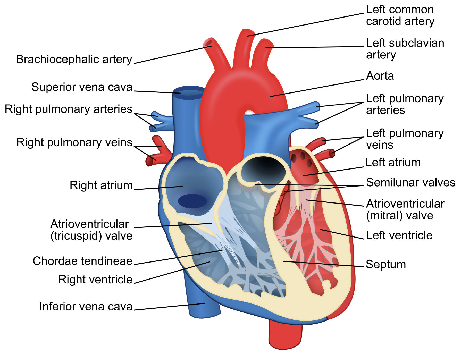 Navigating the Human Heart: A Comprehensive Anatomical Guide