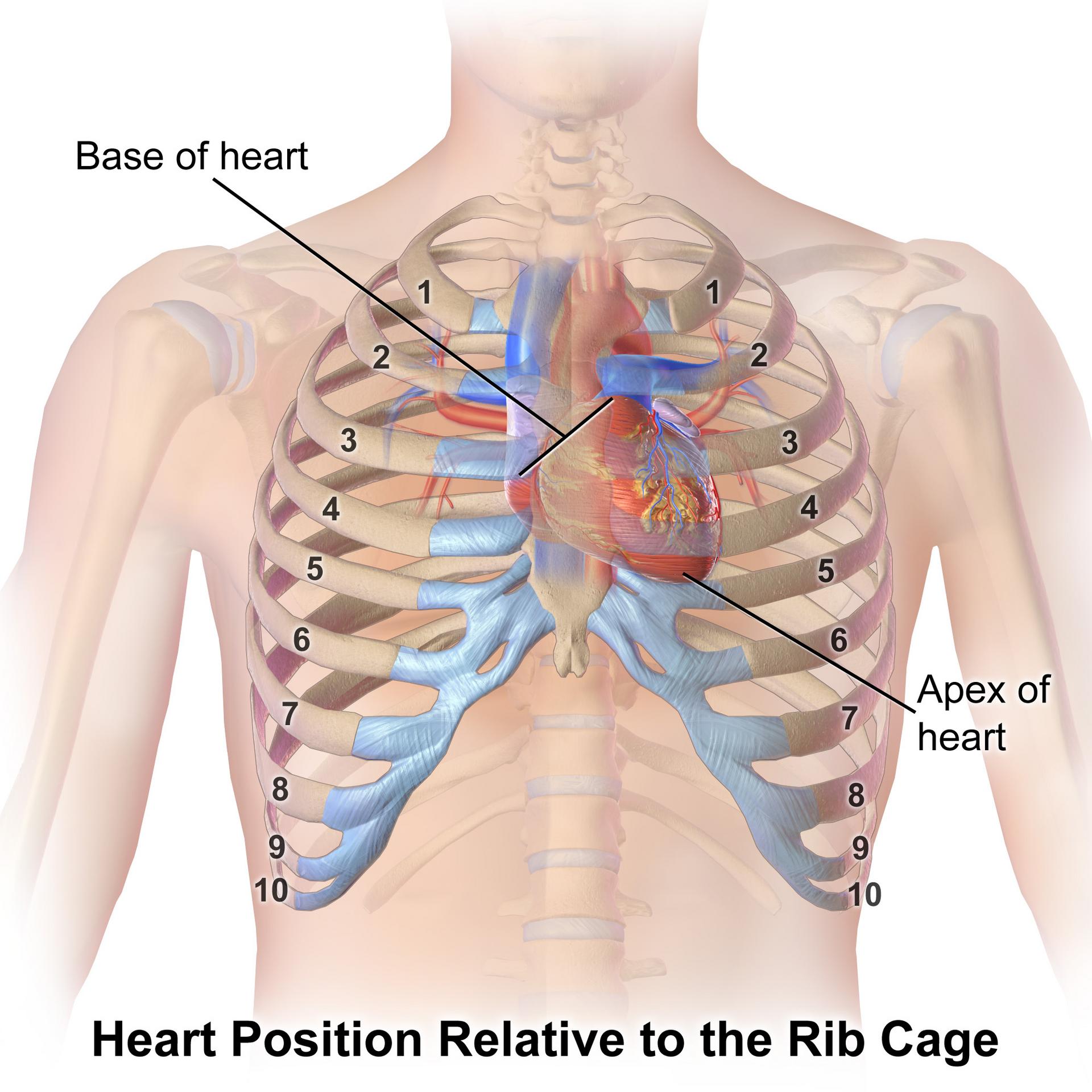 The Heart’s Protective Encasement: A Look at its Position within the Rib Cage