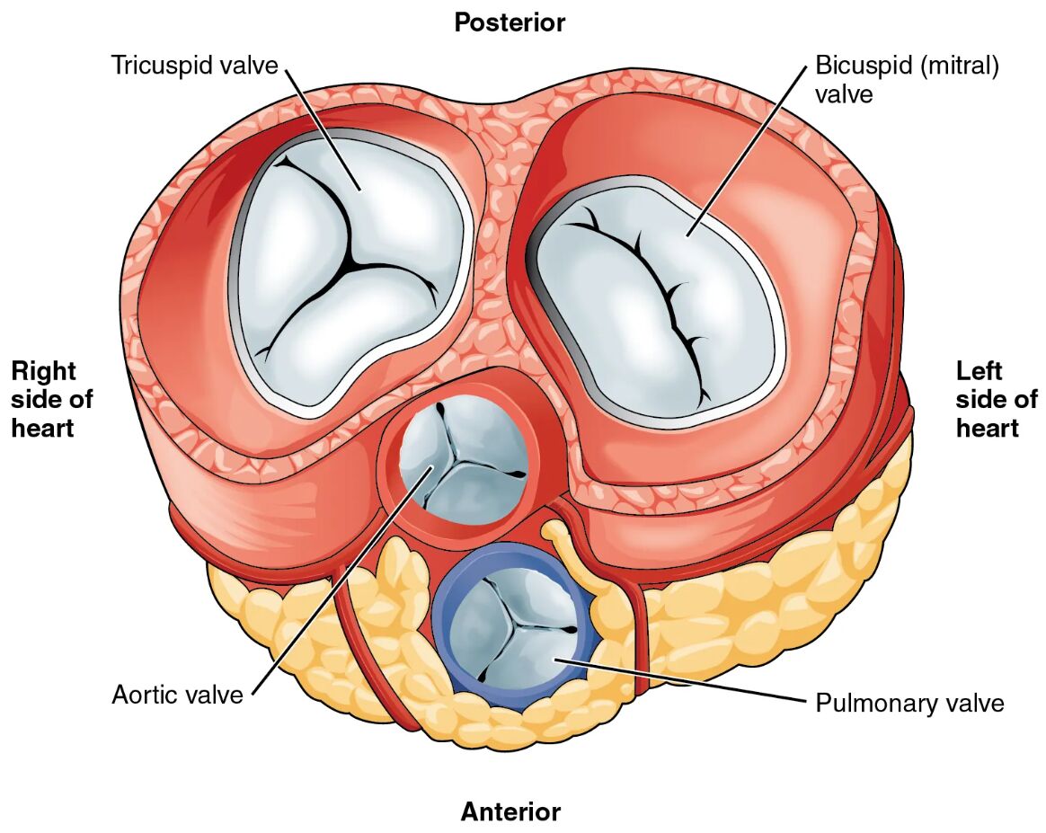 Heart Valves Diagram: Anatomy and Function Unveiled