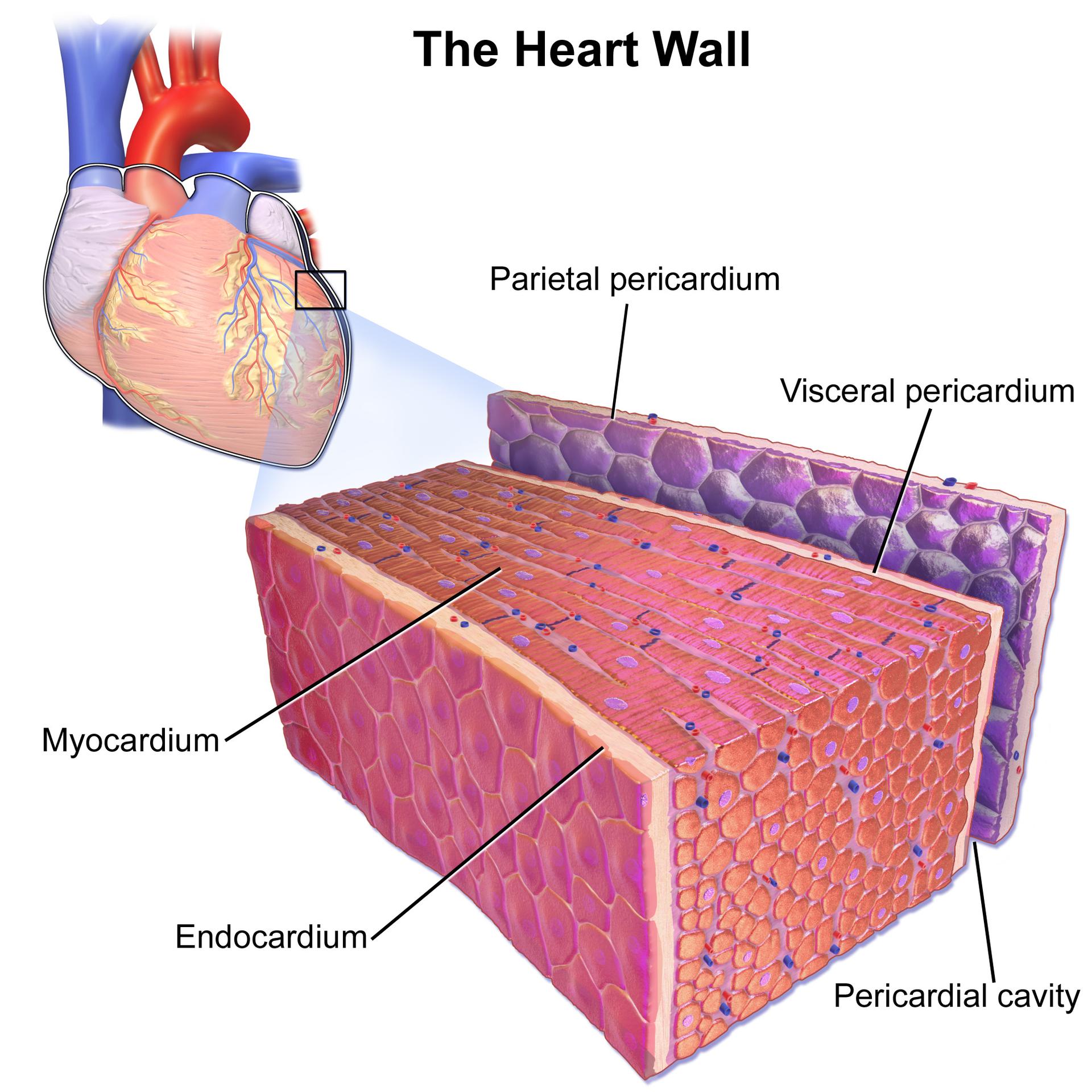 Understanding the Layers of the Heart Wall and Pericardium