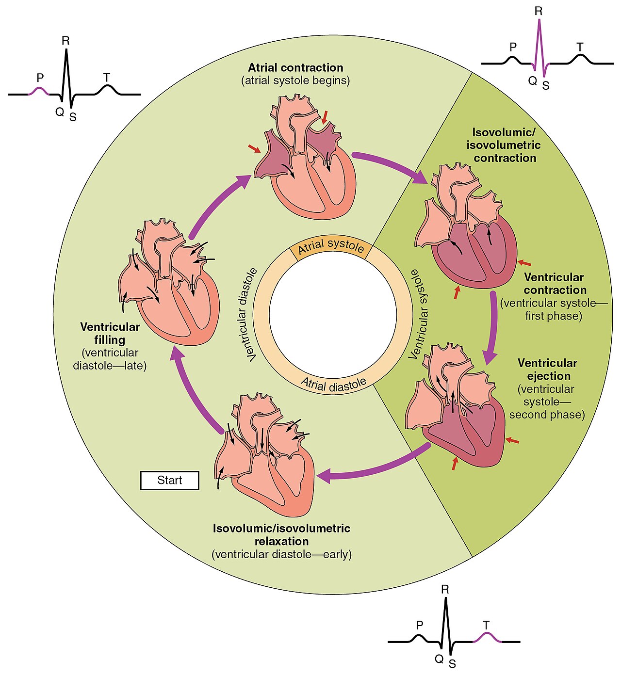 Decoding the Heart’s Rhythm: A Comprehensive Guide to the Cardiac Cycle