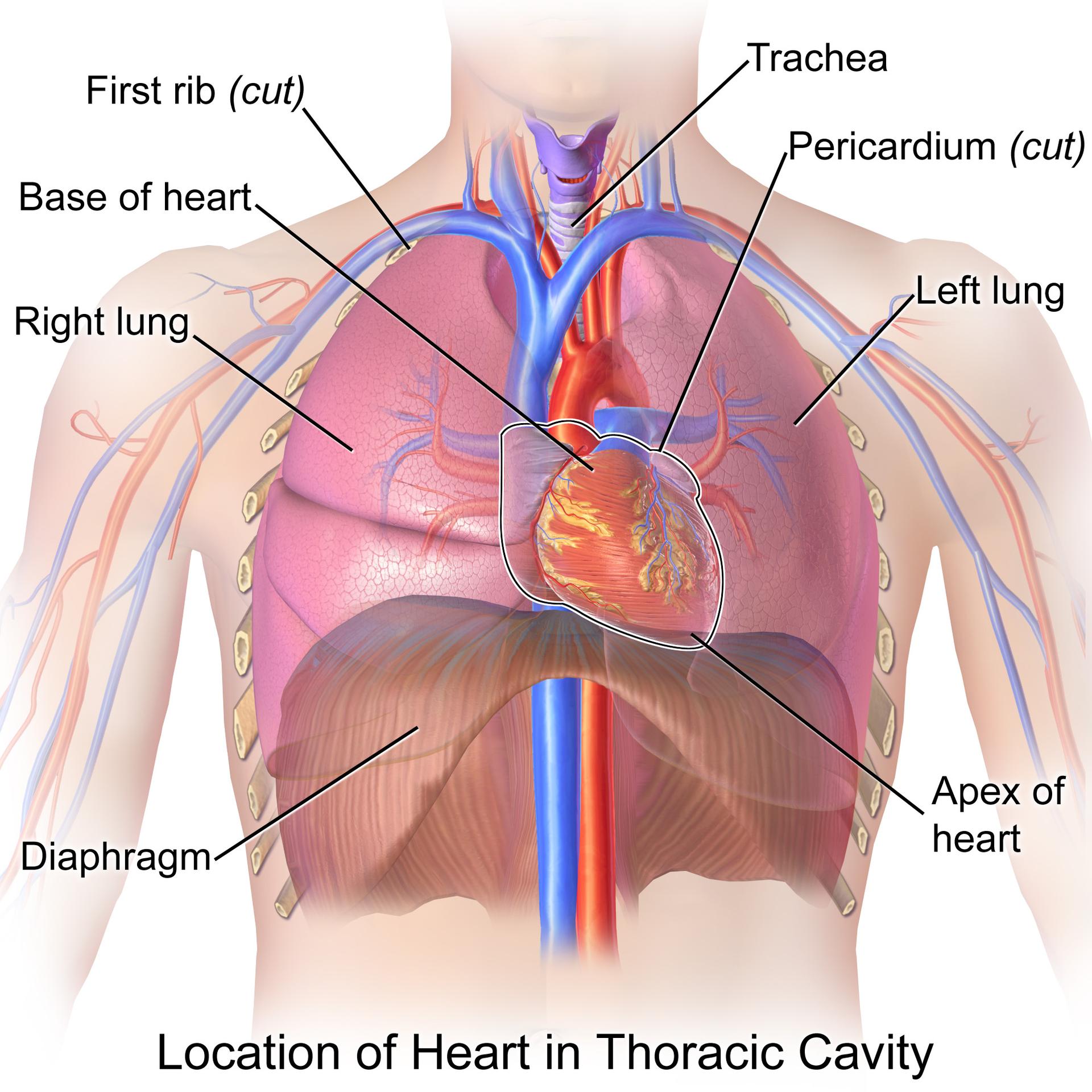 Understanding the Heart’s Central Role in the Thoracic Cavity