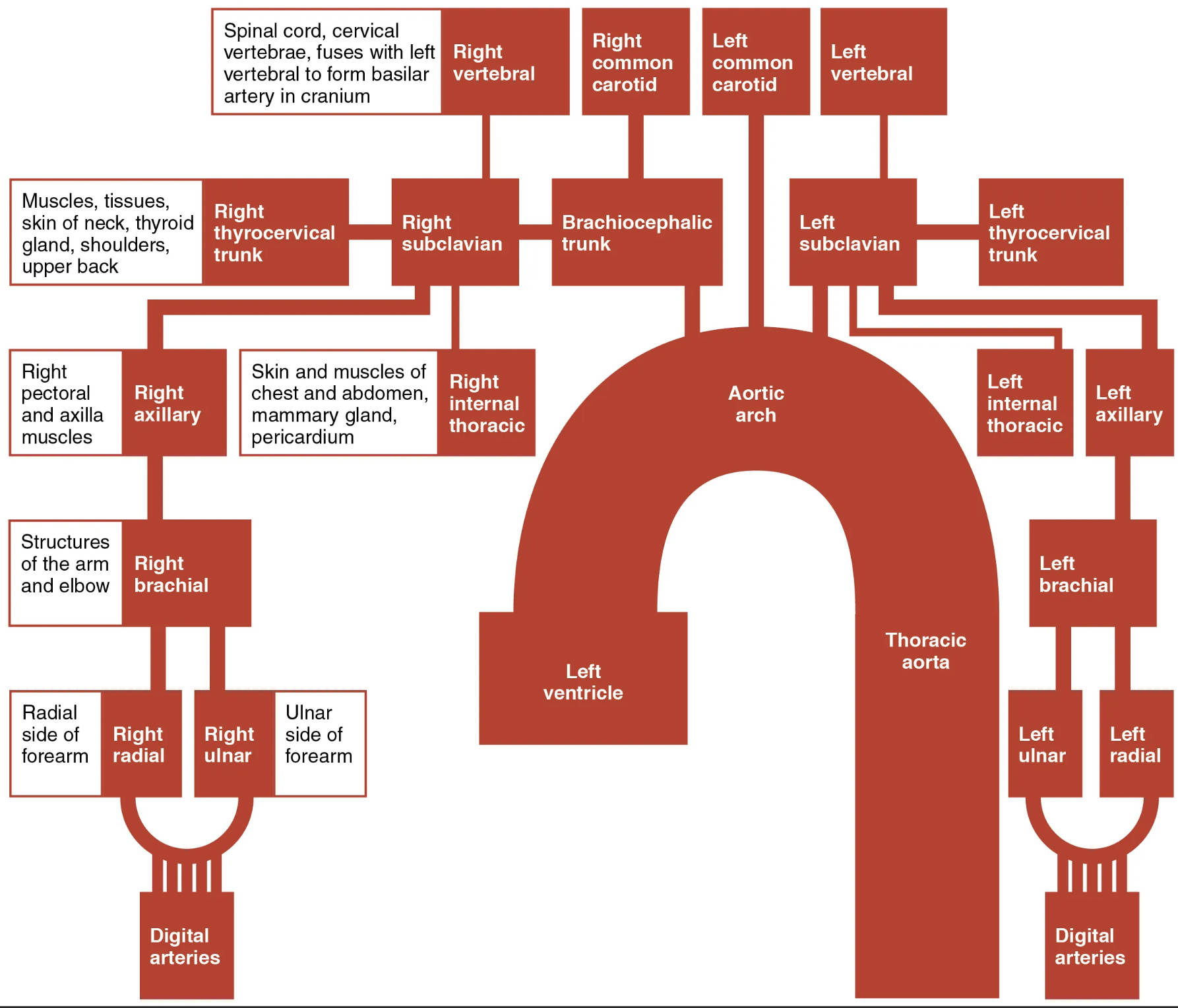 Major Arteries of the Upper Limb: A Detailed Anatomical Flowchart Guide