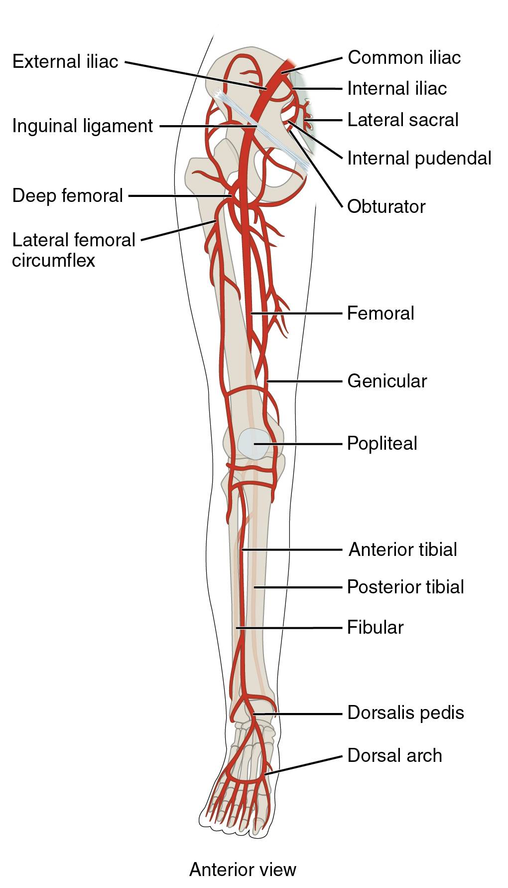 Major Arteries Serving the Lower Limb: Anterior Anatomical View Guide