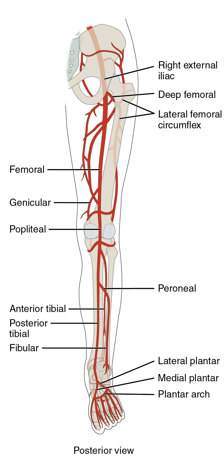 Major Arteries Serving the Lower Limb: Posterior Anatomical View Guide