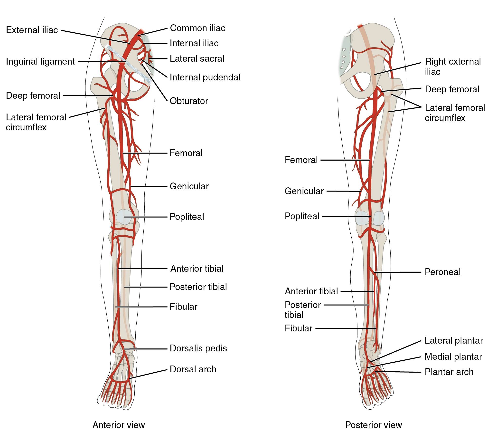 Major Arteries Serving the Lower Limb: An In-Depth Anatomical Overview