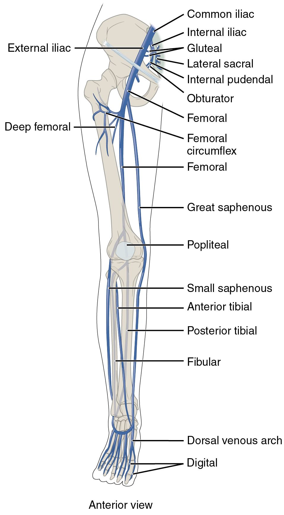 Major Veins of the Lower Limbs: Anterior View Anatomy