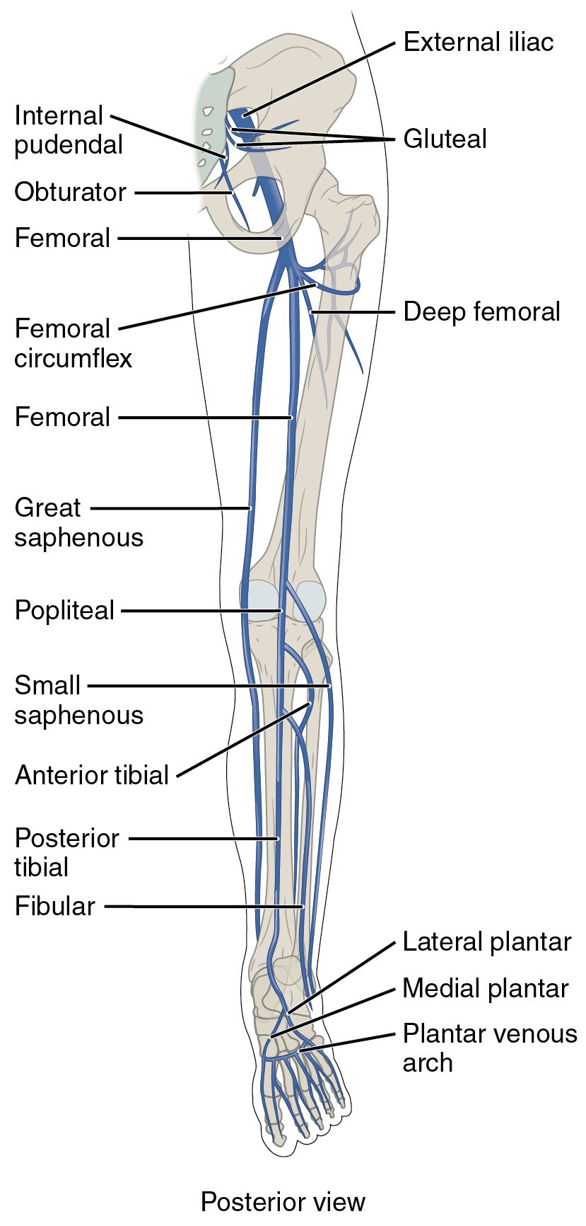 Major Veins of the Lower Limbs: Posterior View Anatomy