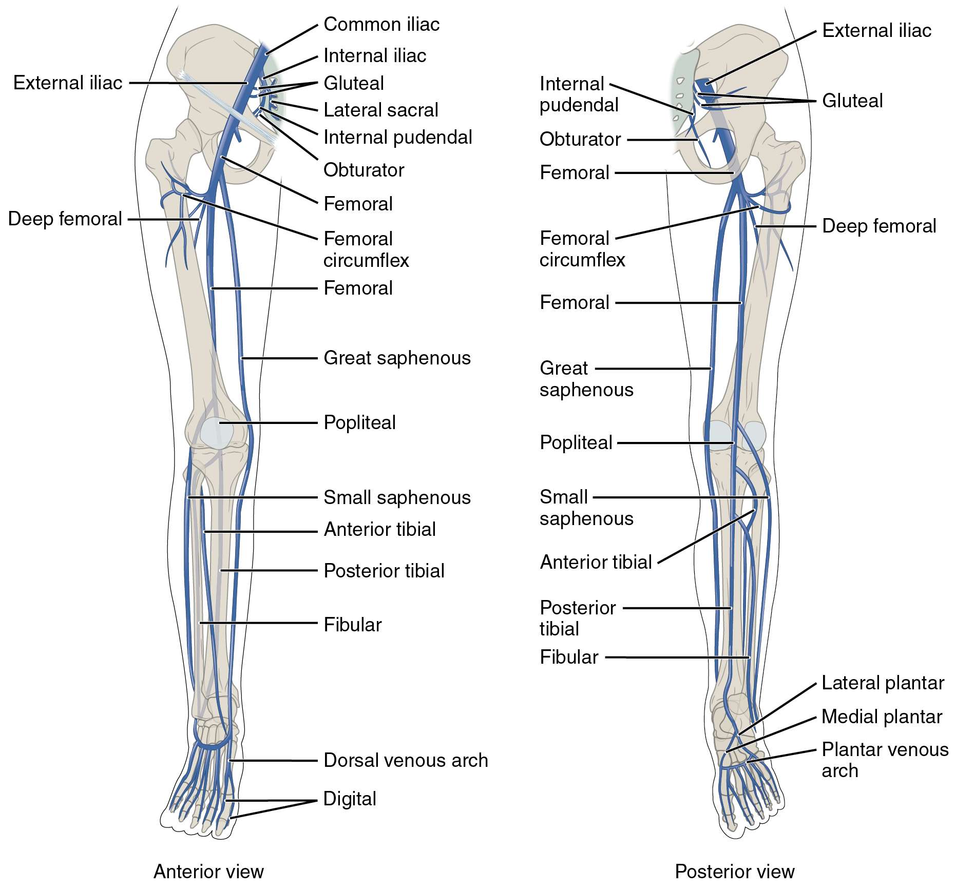 Major Veins of the Lower Limbs: Anatomy and Function