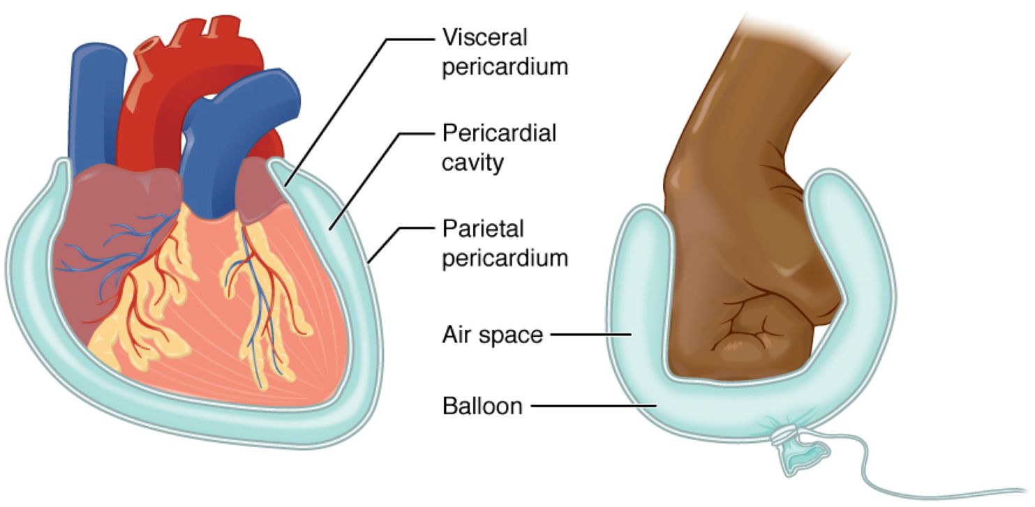 Exploring the Serous Membrane Structure: Anatomy of the Pericardium