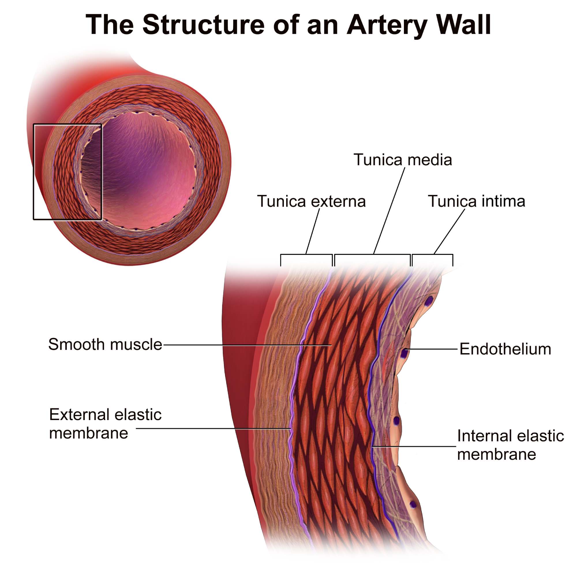 Detailed Guide to the Structure of an Artery Wall: Anatomy and Physiology