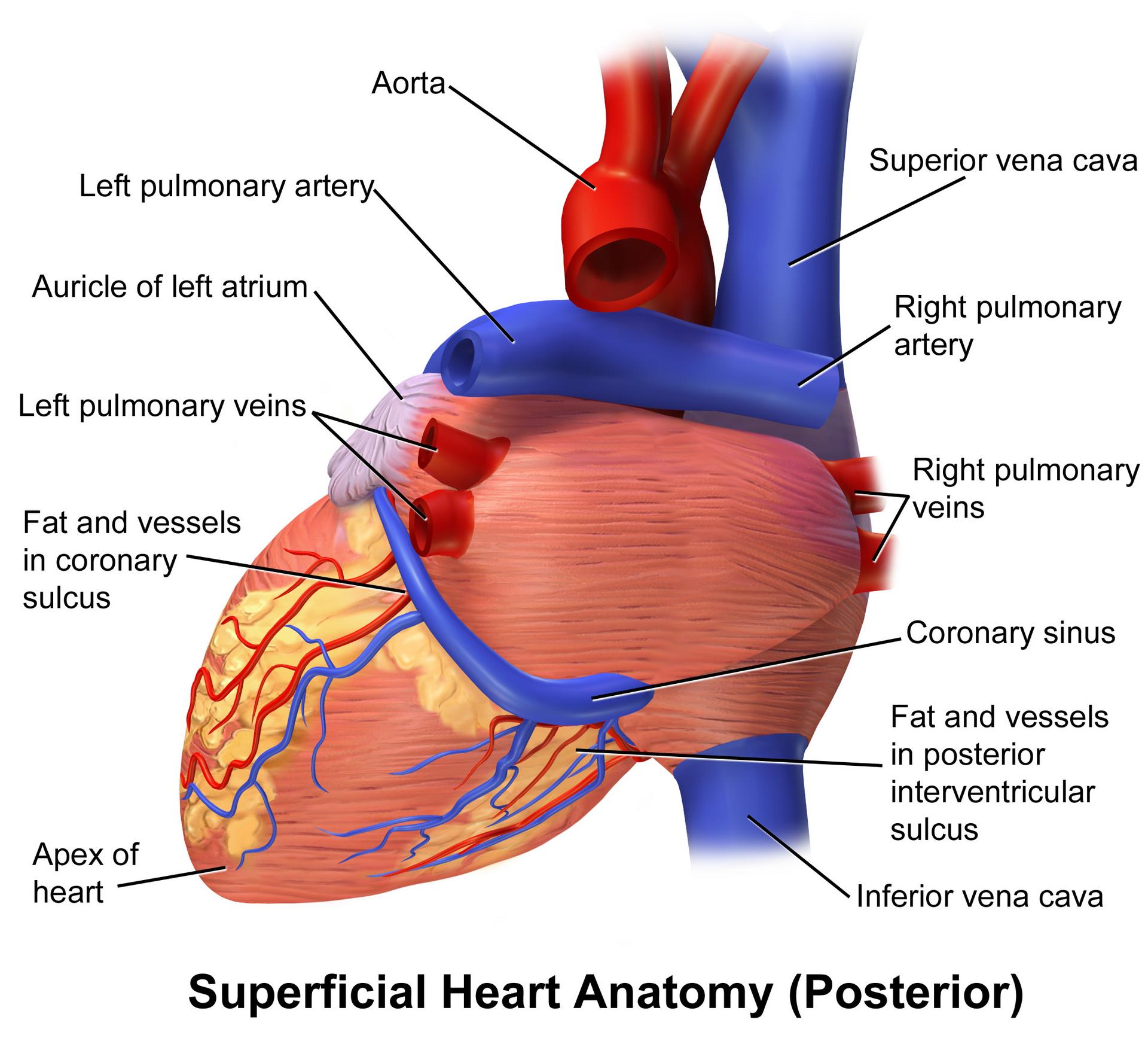 Posterior View of the Heart: Unveiling Superficial Anatomy