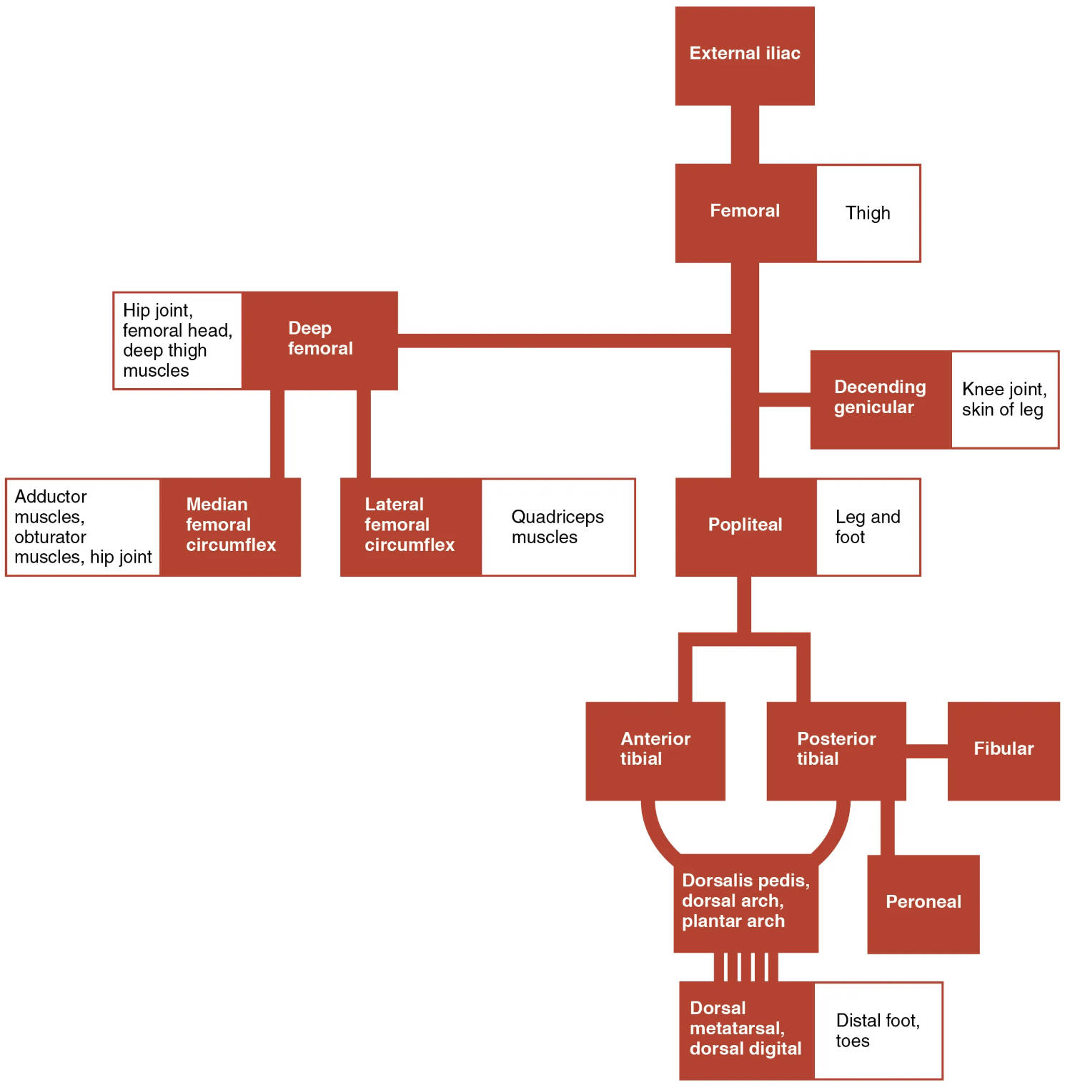 Systemic Arteries of the Lower Limb: A Comprehensive Flowchart Guide
