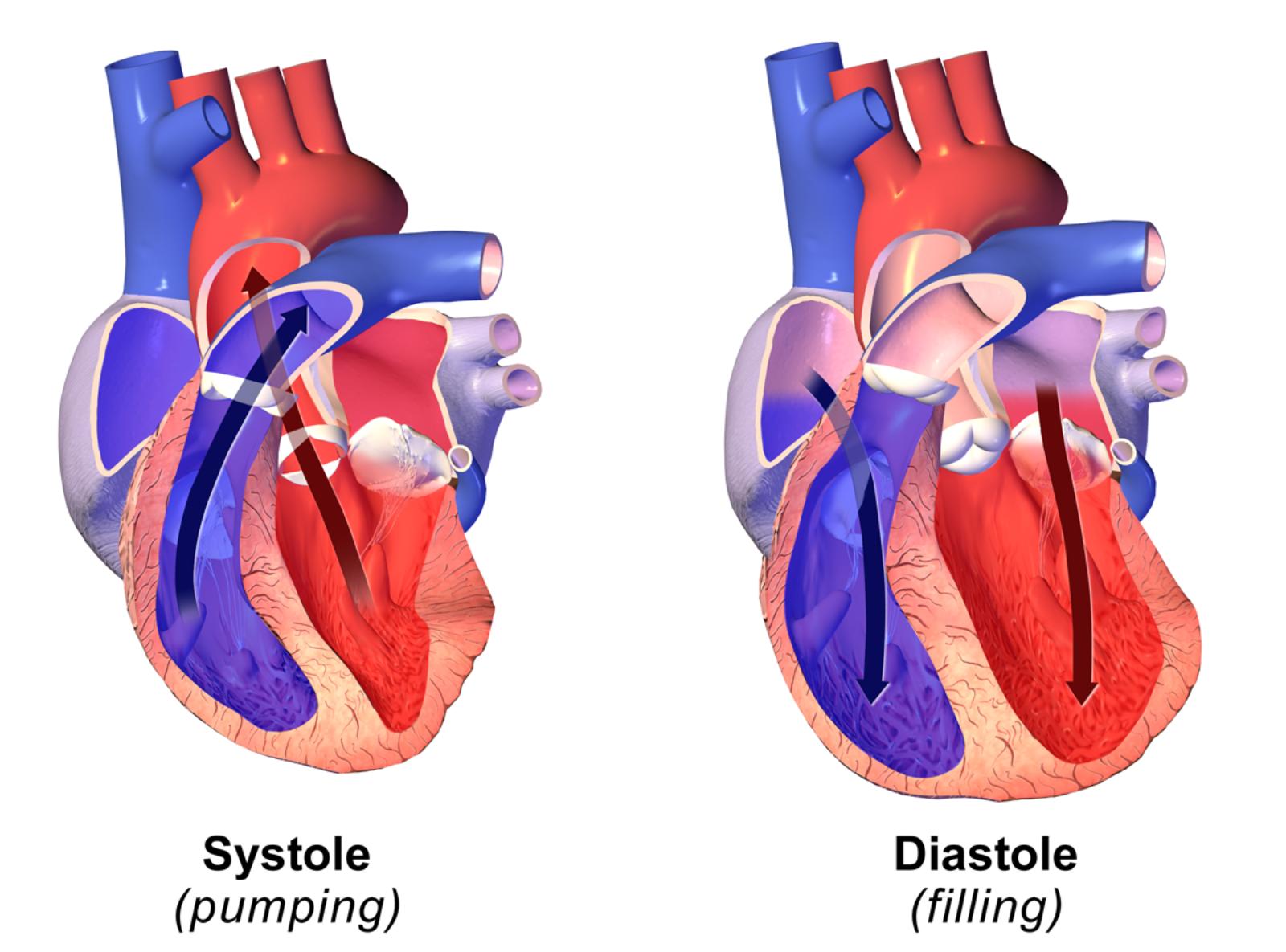 Systole vs. Diastole: Understanding the Heart’s Pumping and Filling Phases