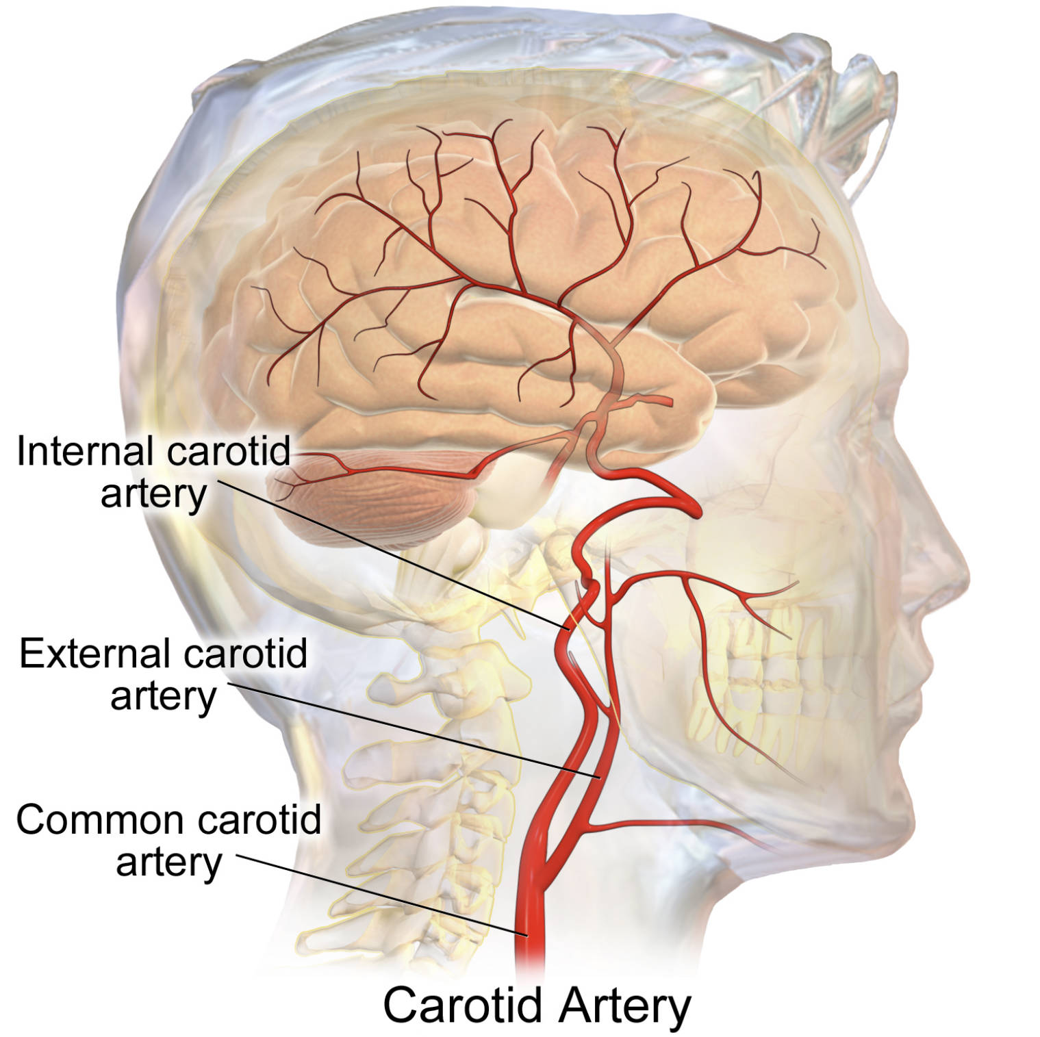 The Anatomy of the Carotid Artery: Essential Blood Supply to the Brain and Face