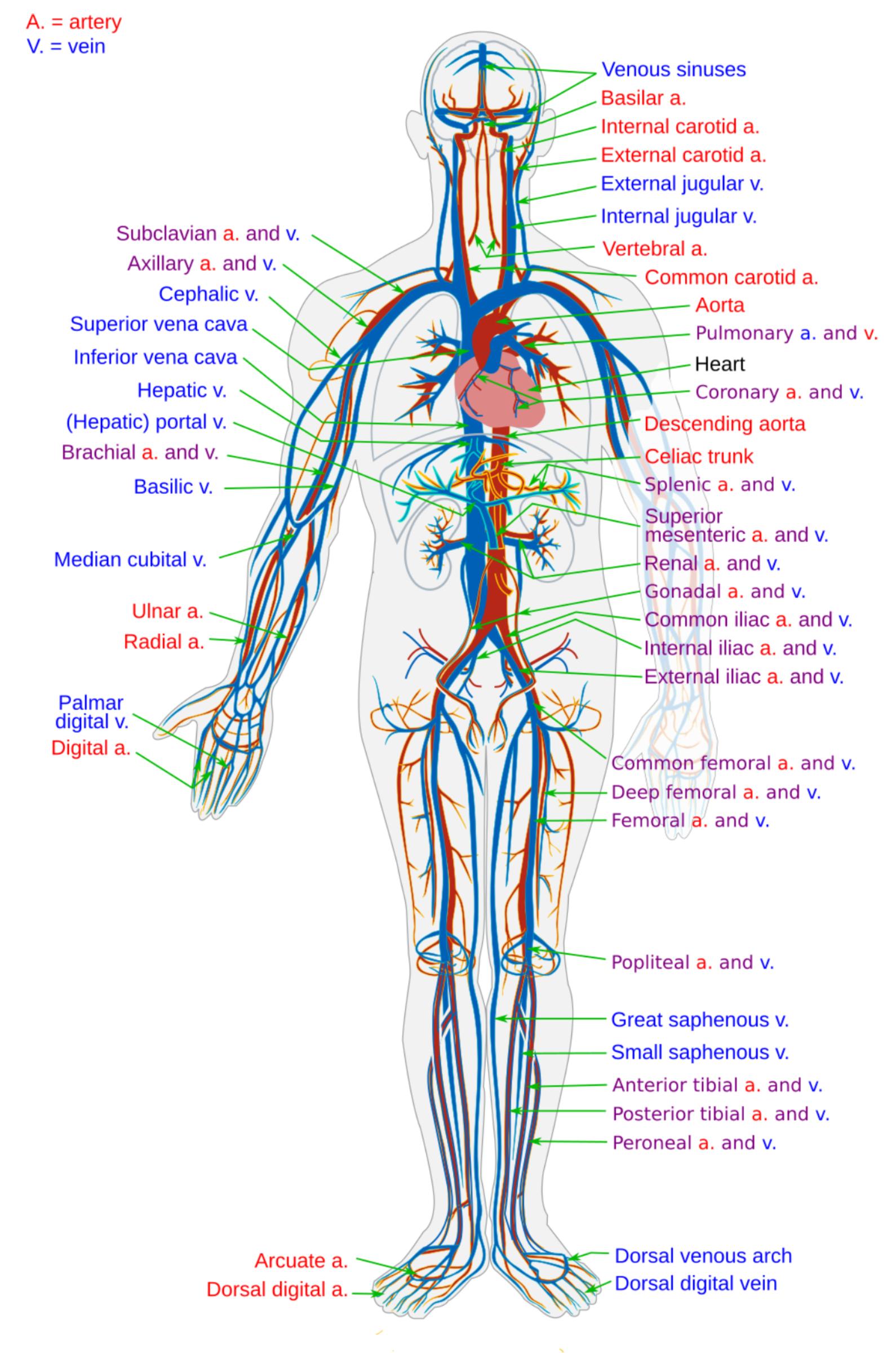 The Human Circulatory System: A Detailed Guide to Arteries and Veins