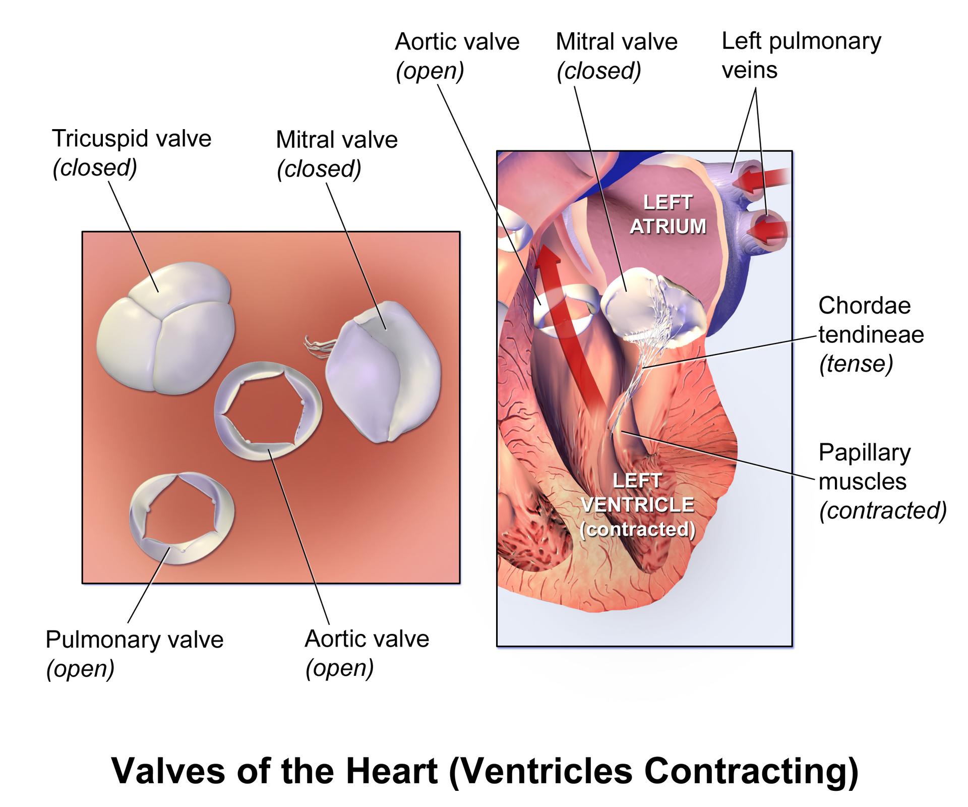 Decoding Heart Valve Dynamics During Ventricular Contraction