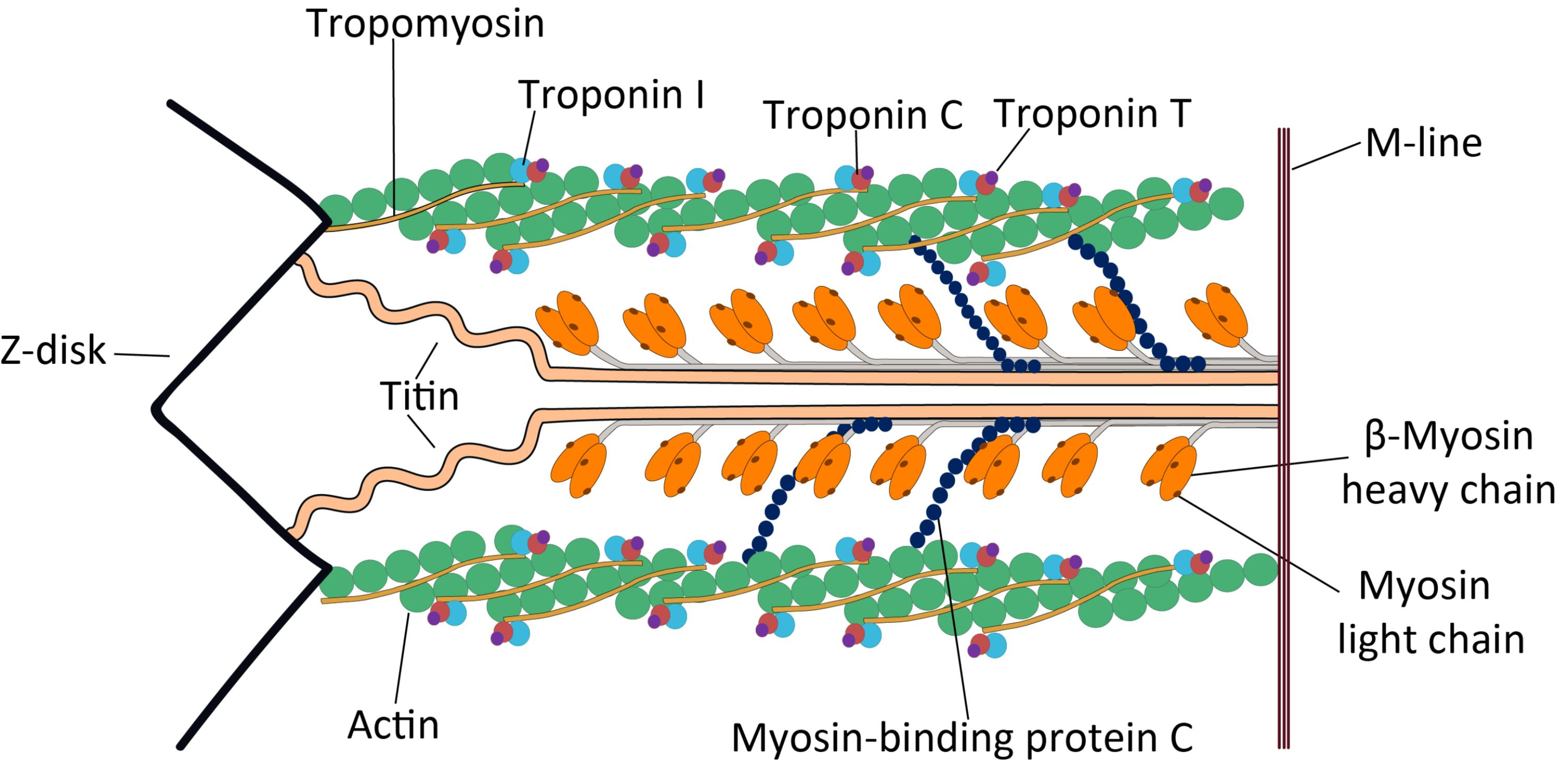 Decoding the Cardiac Sarcomere: The Engine of Heart Contraction
