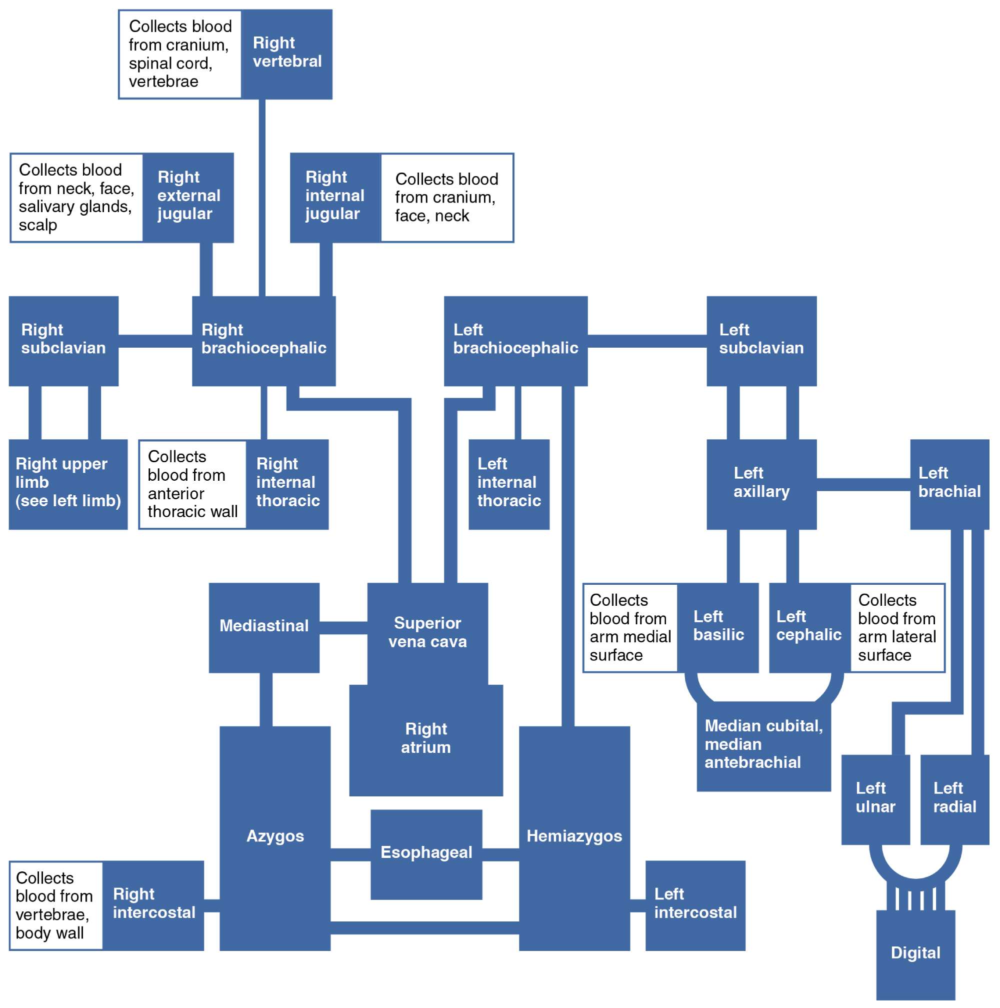 Veins Flowing into the Superior Vena Cava: Anatomy and Pathways