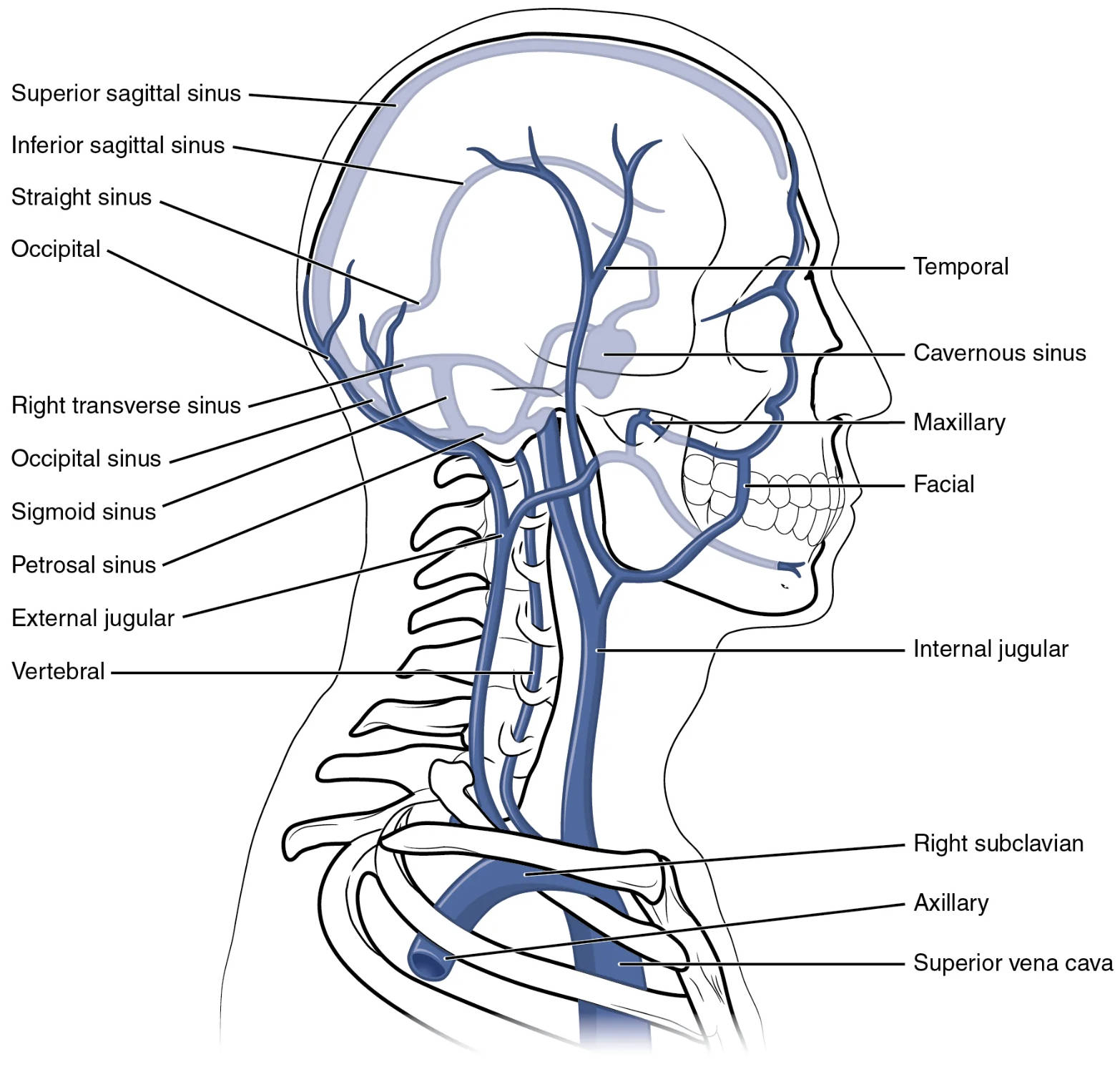 Exploring the Veins of the Head and Neck: An In-Depth Anatomical Guide
