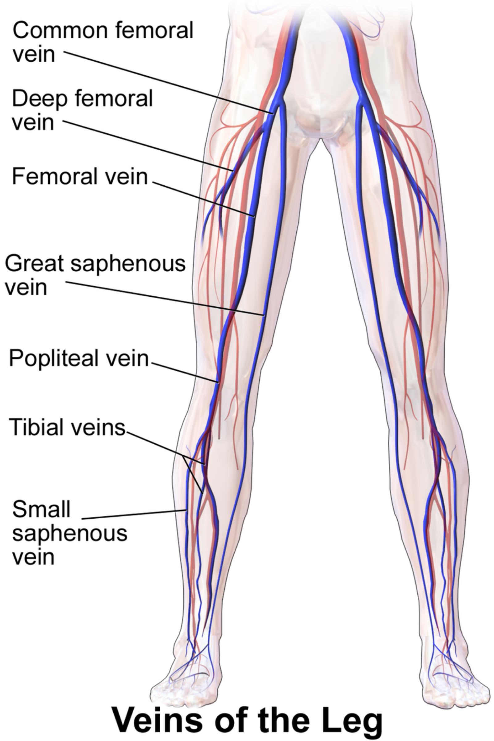 Understanding the Anatomy and Function of the Veins of the Leg