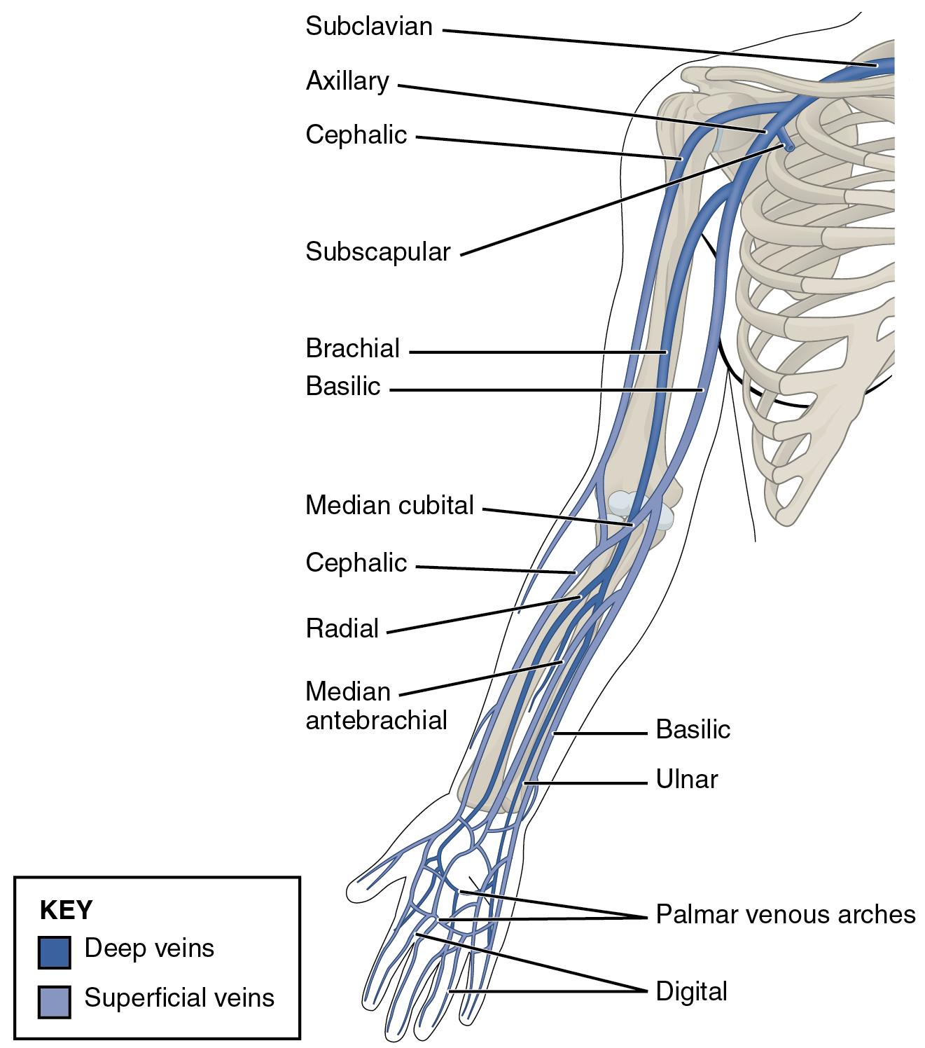 Veins of the Upper Limb: Anatomy and Overview