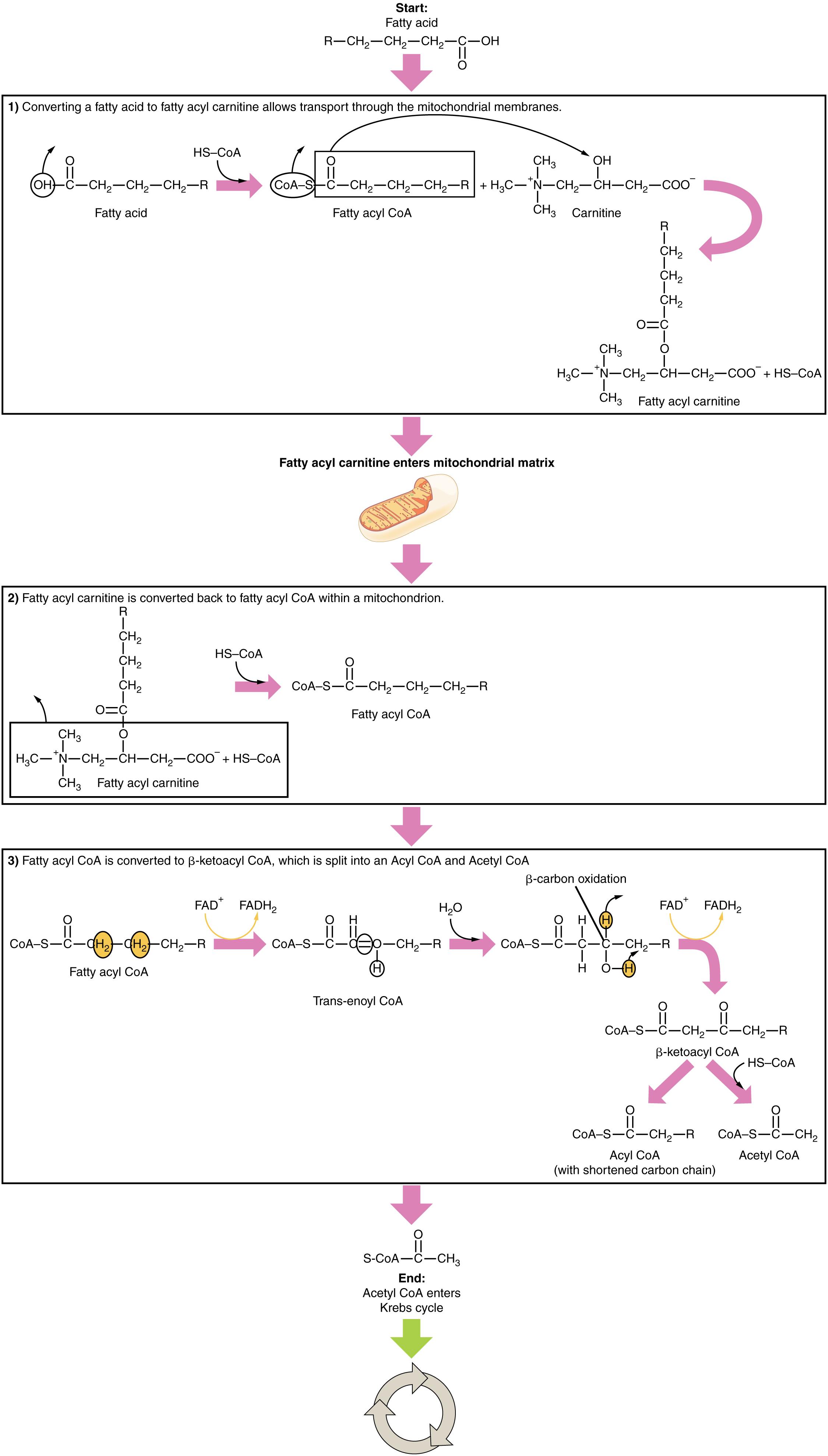 Unlocking Energy: The Breakdown of Fatty Acids (Beta-Oxidation)