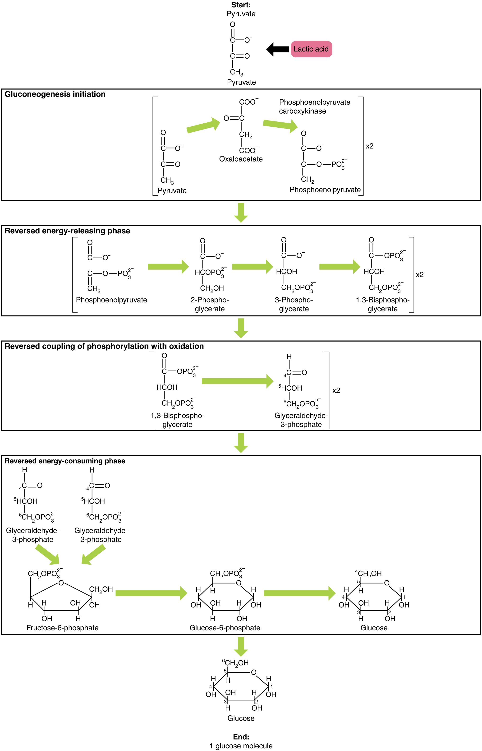 Gluconeogenesis: The Body’s Lifeline for Glucose Production