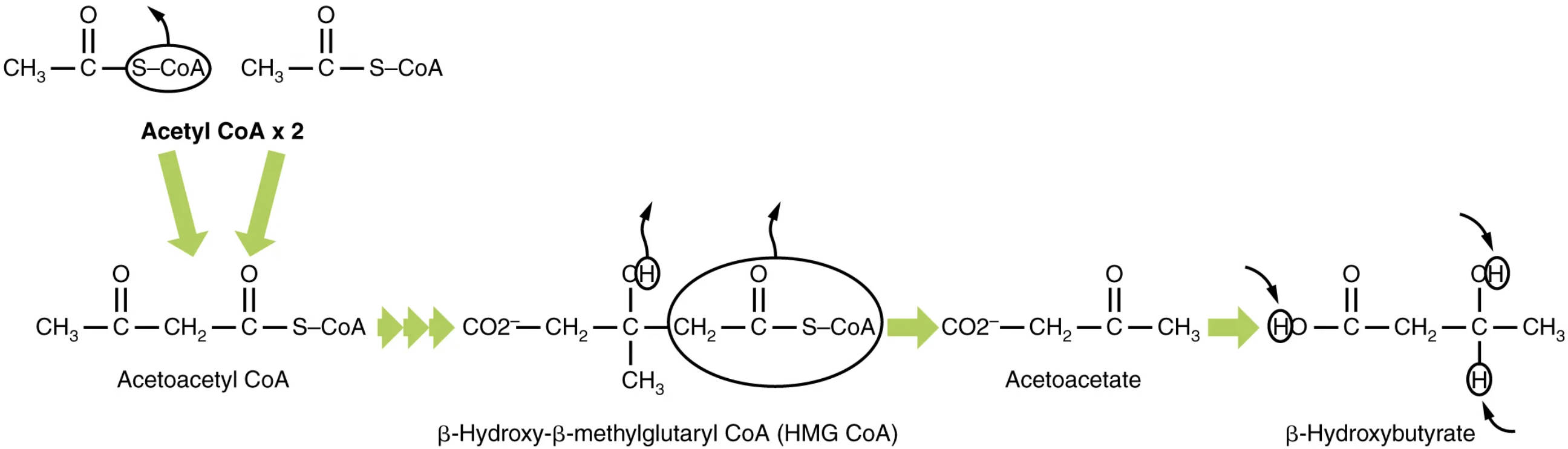 Ketogenesis: The Liver’s Production of Ketone Bodies for Energy