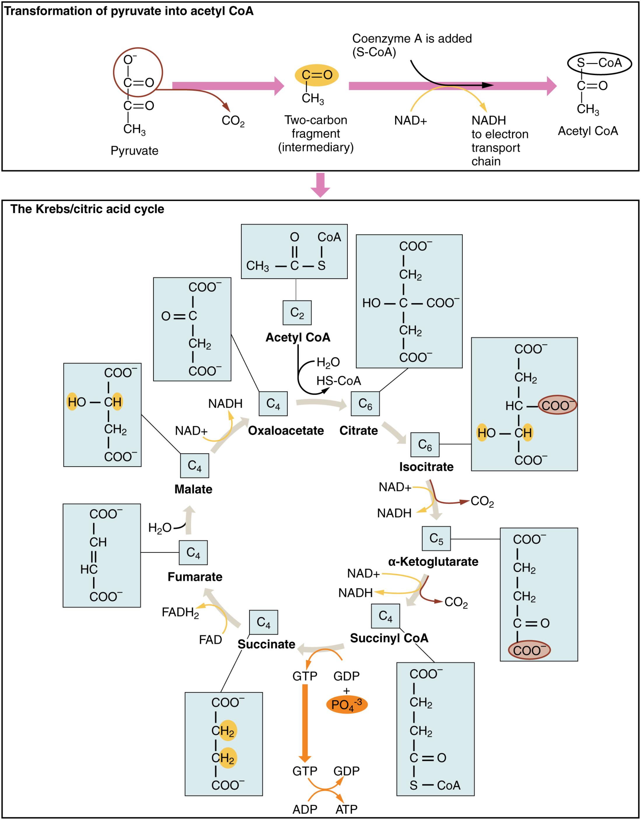 Unlocking Cellular Energy: A Deep Dive into the Krebs Cycle and Acetyl CoA