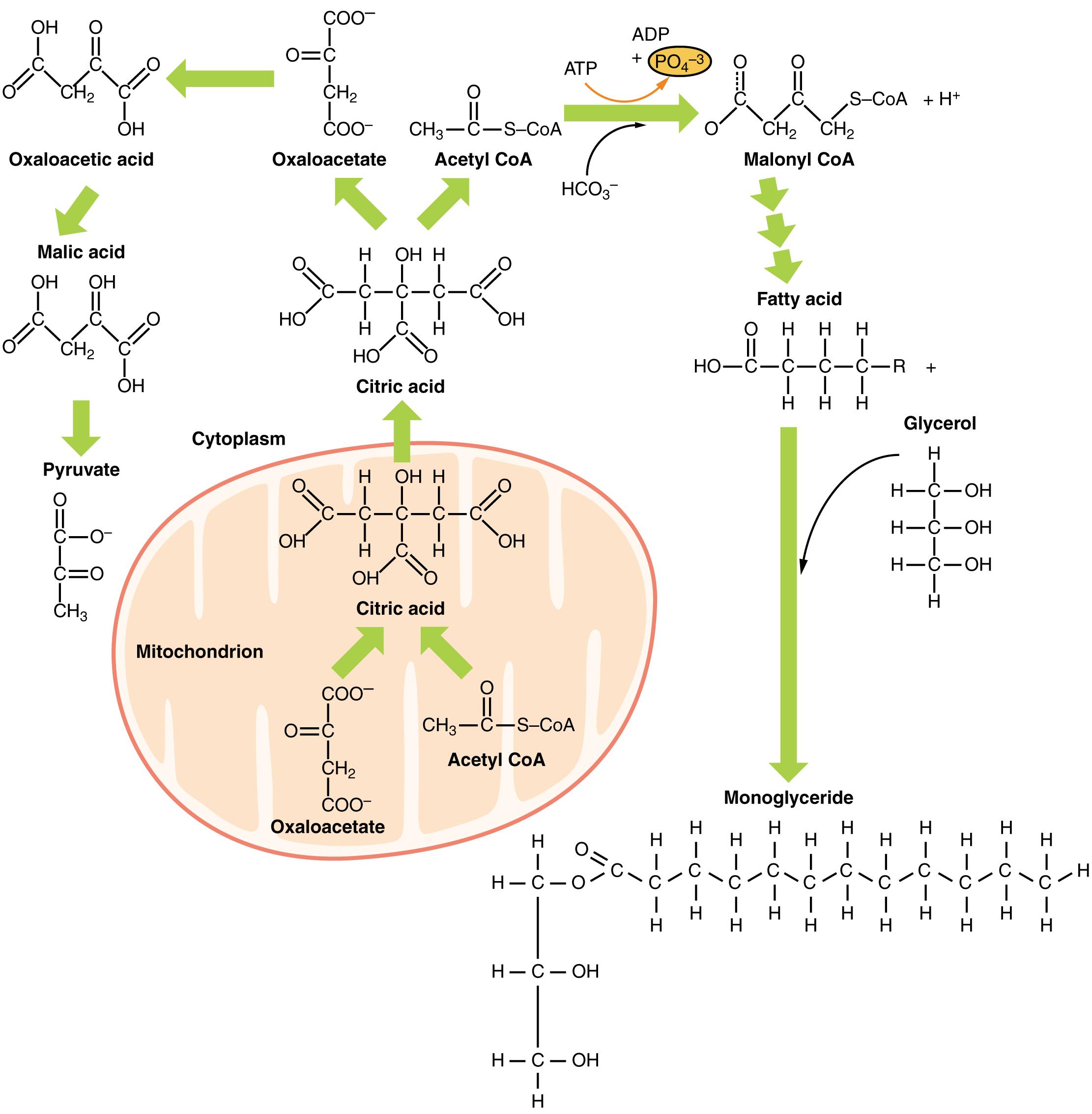 Lipid Metabolism: The Dynamic Pathways of Fat Synthesis and Breakdown