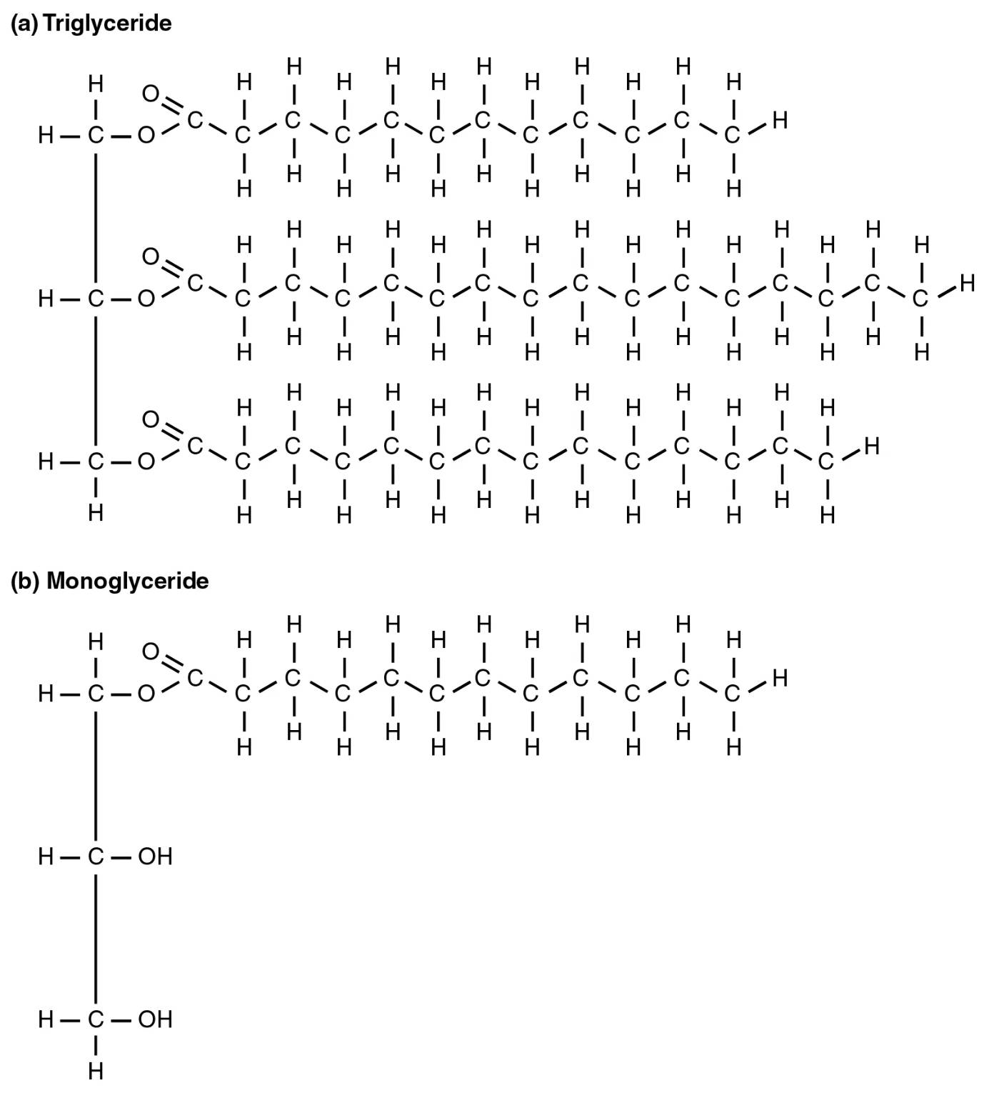 riglyceride Breakdown: Understanding Fat Digestion and Absorption