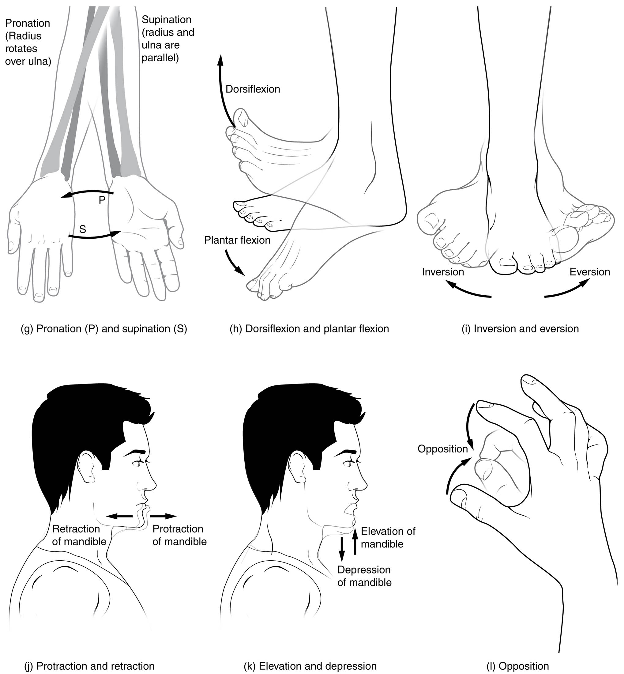 Movements of the Body Medical Description Diagram: An In-Depth Exploration