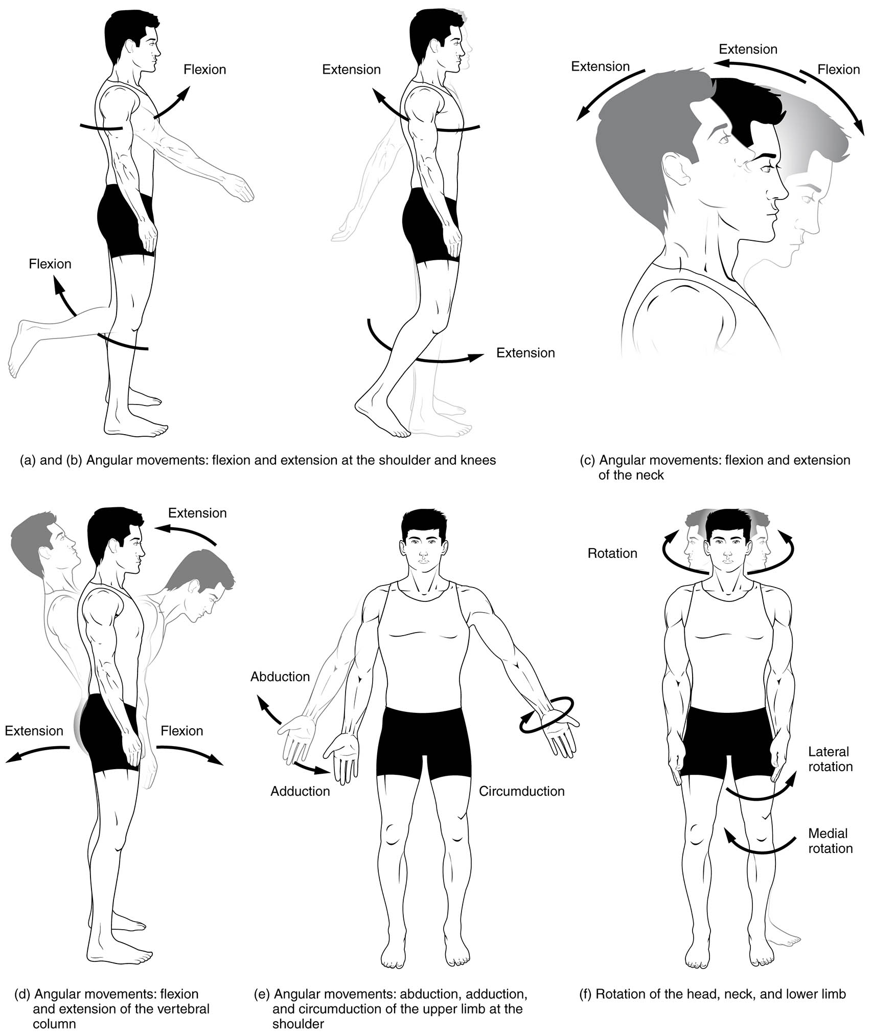 Movements of the Body Medical Description Diagram: A Comprehensive Guide