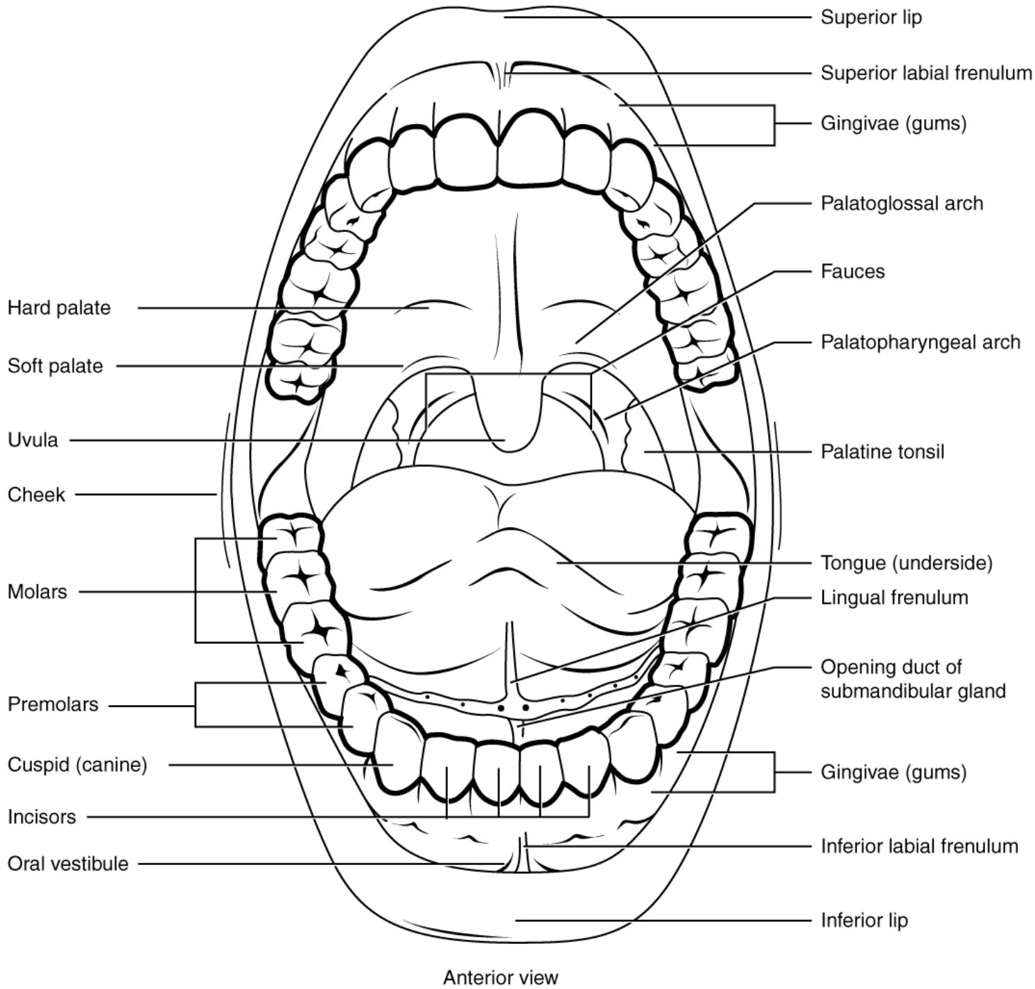 Exploring the Anatomy of the Human Mouth: An Anterior View Guide