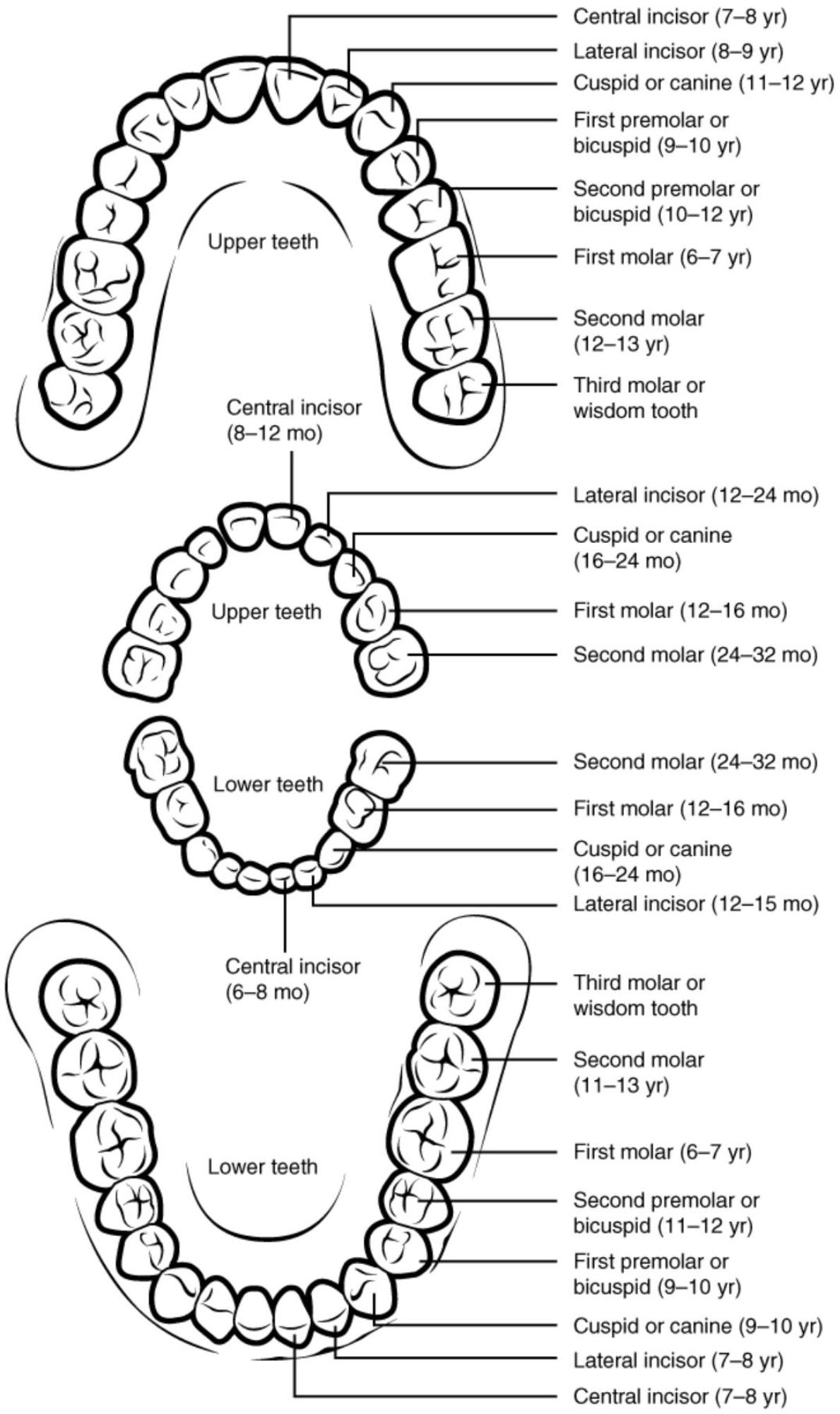 Understanding Human Dentition: A Guide to Deciduous and Permanent Teeth