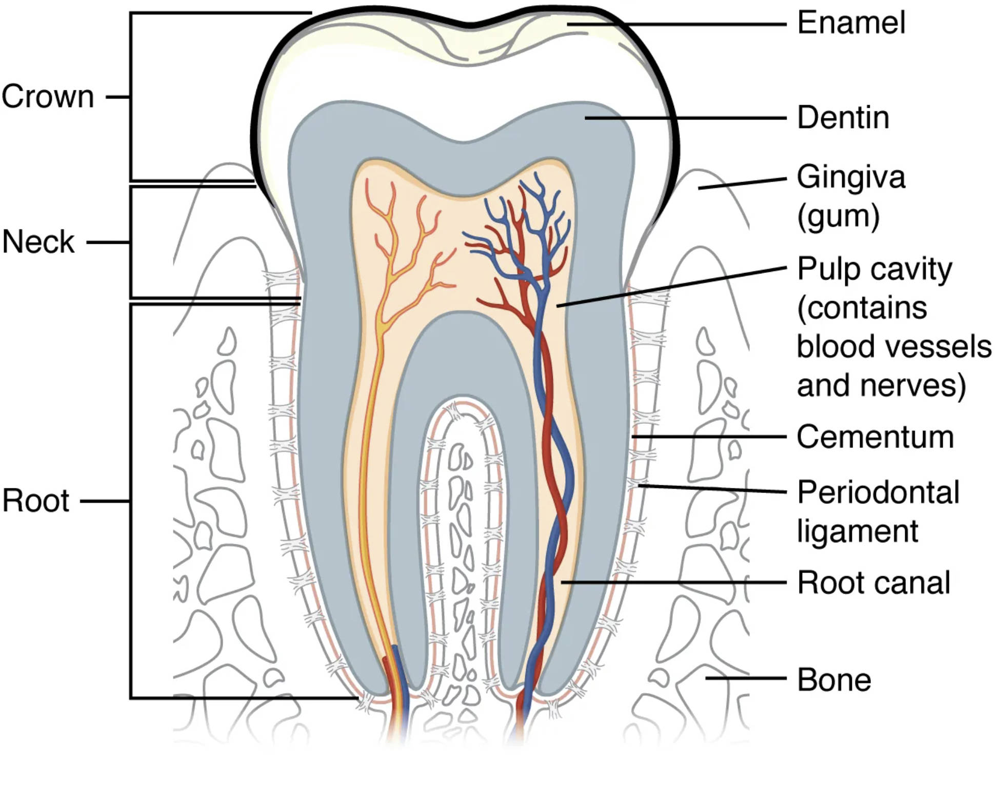Understanding Tooth Anatomy: A Deep Dive into Dental Structure