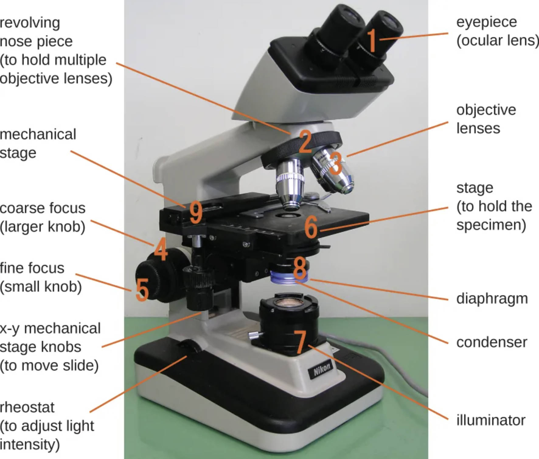 Anatomy of a Brightfield Microscope: A Comprehensive Guide to its Components and Function