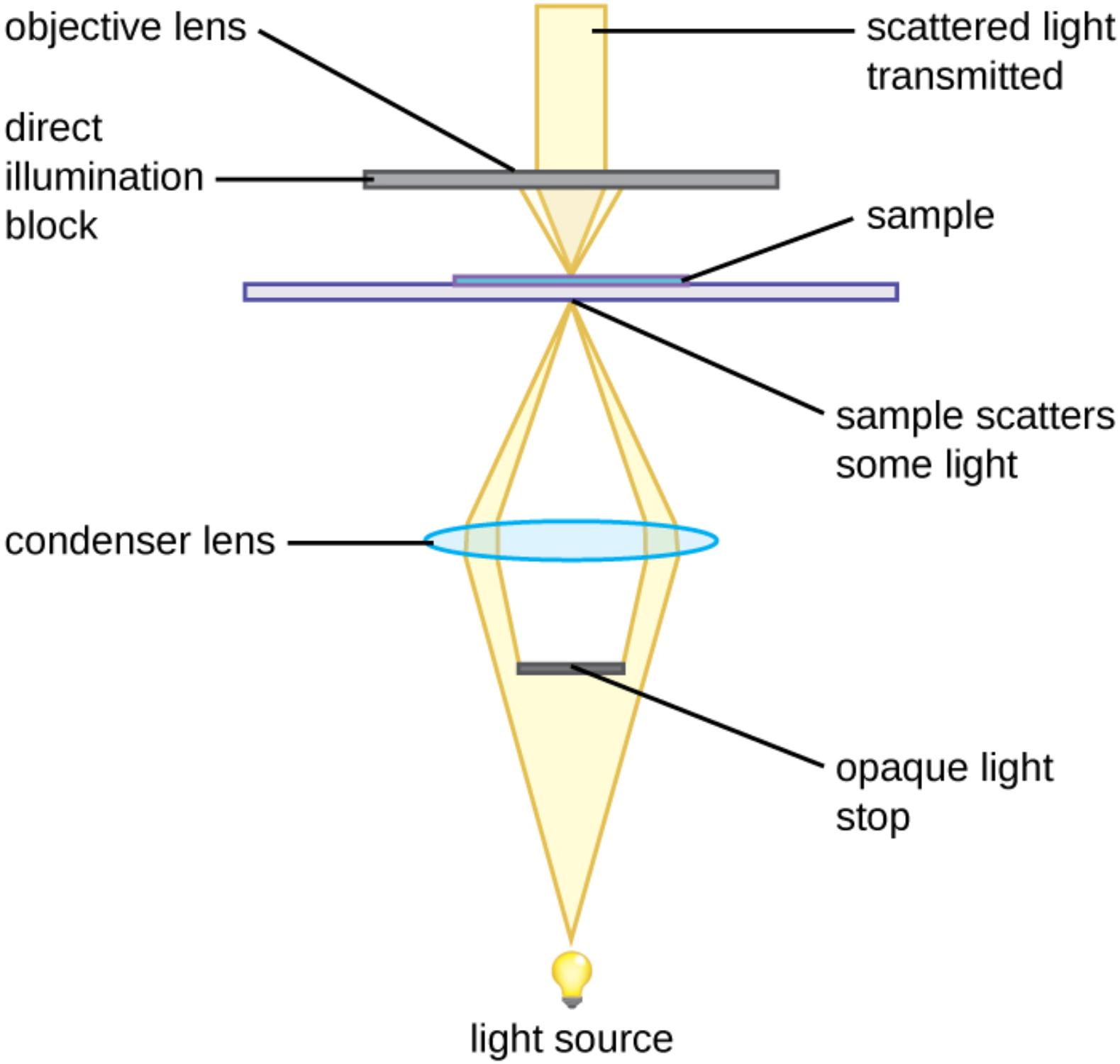 Darkfield Microscopy: Principles, Mechanisms, and Diagnostic Utility