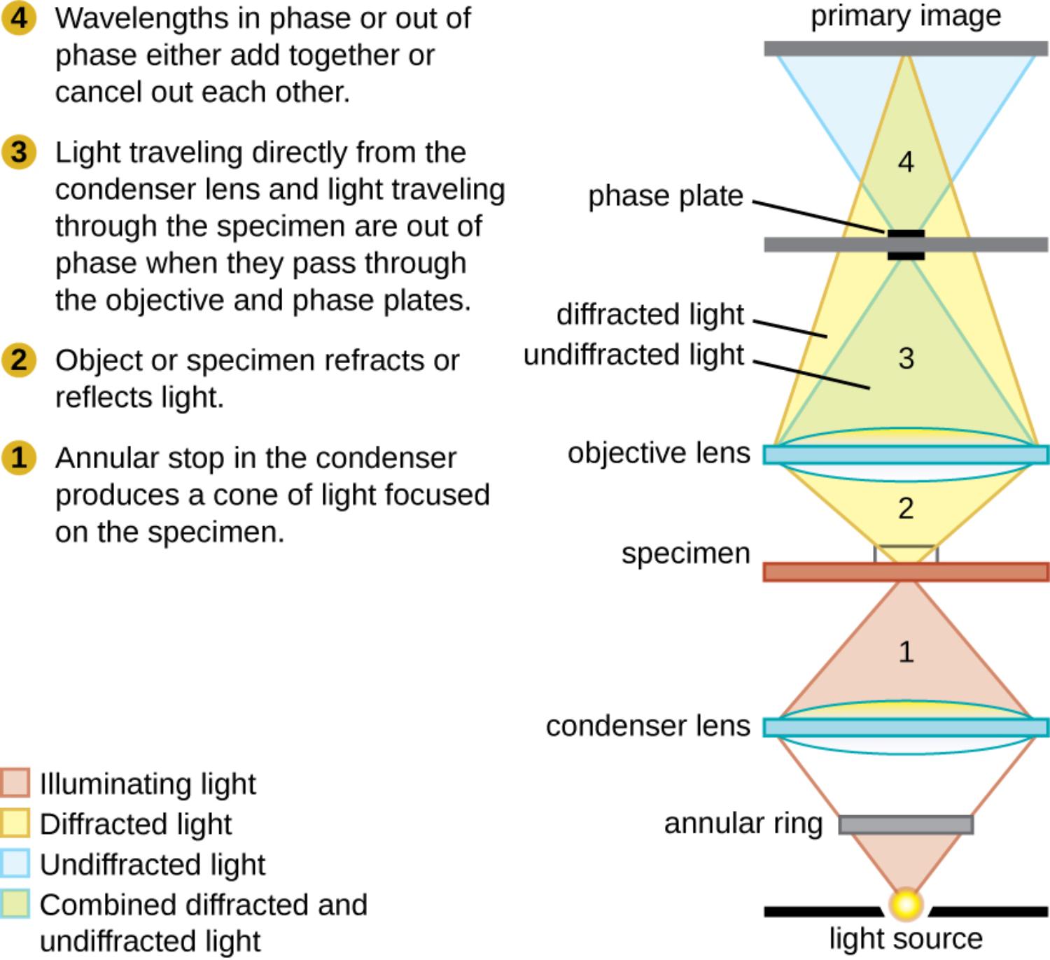 Phase-Contrast Microscopy: Principles and Medical Diagnostic Applications