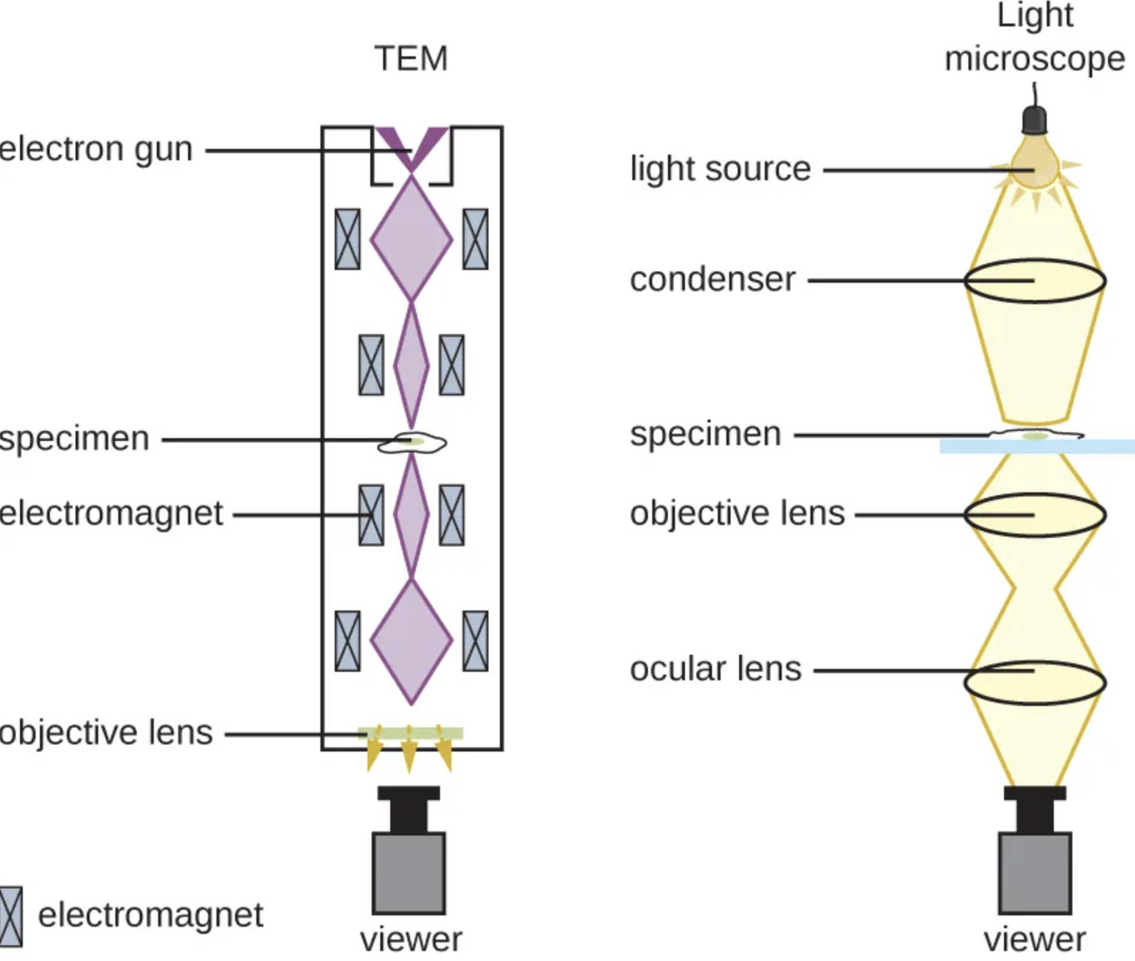 Comparing Transmission Electron Microscopy and Light Microscopy