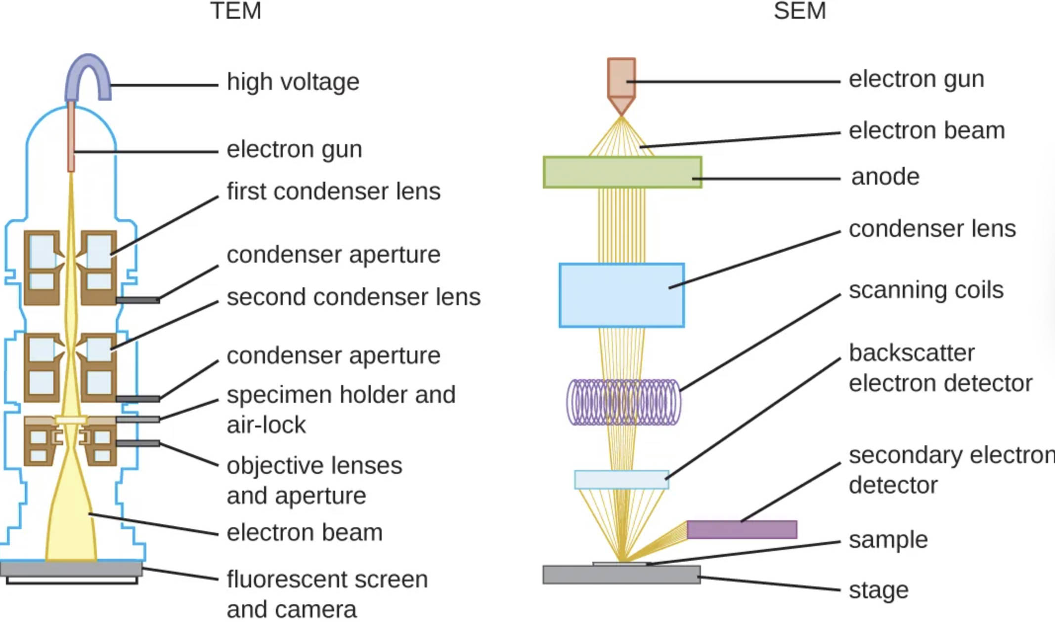 Transmission vs. Scanning Electron Microscopy: Mechanisms and Medical Utility